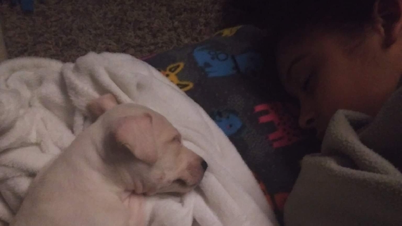 Help Save Our Beloved Dog's Life photo