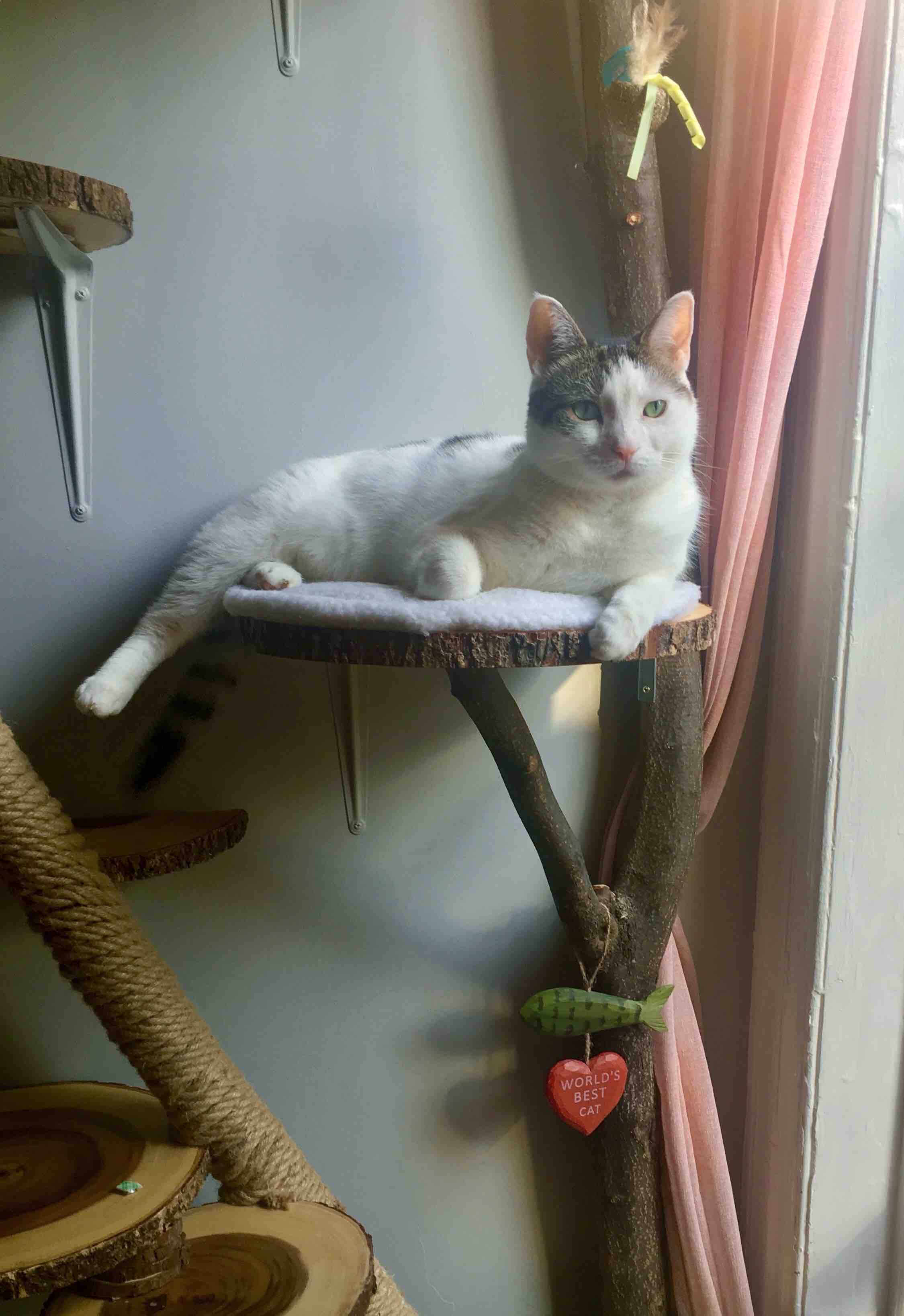 Help Save Peppermint’s Life… campaign photo, 7 of 12