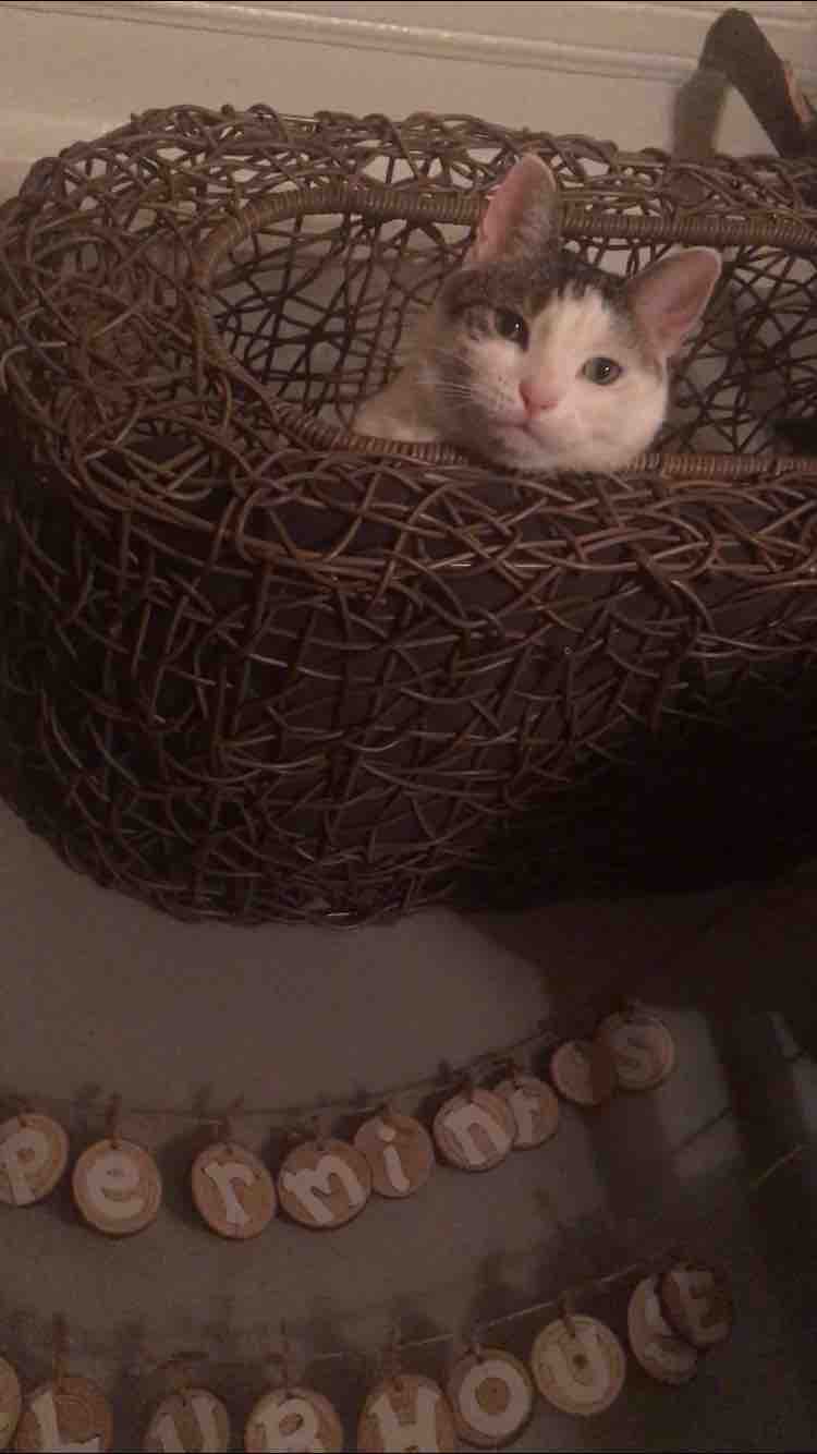Help Save Peppermint’s Life… campaign photo, 8 of 12