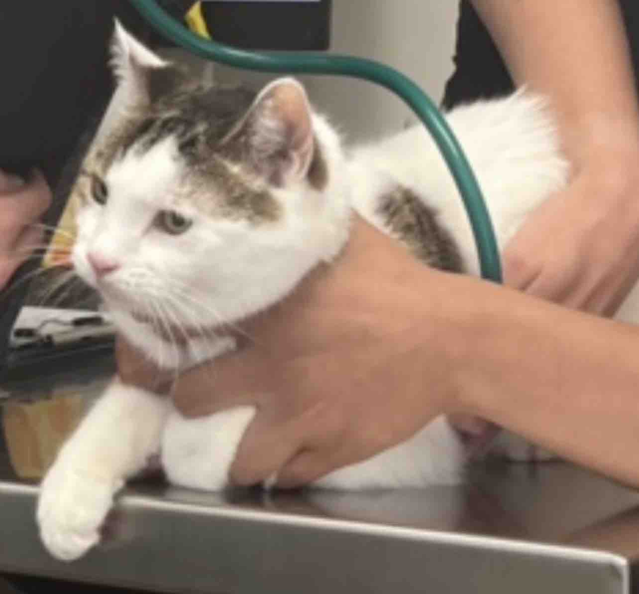 Help Save Peppermint’s Life… campaign photo, 10 of 12