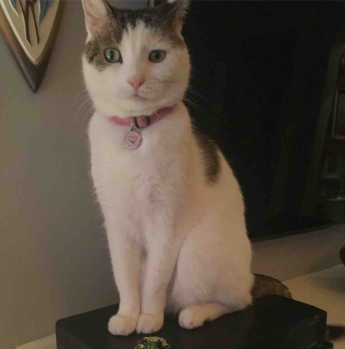 Help Save Peppermint’s Life… campaign photo, 11 of 13