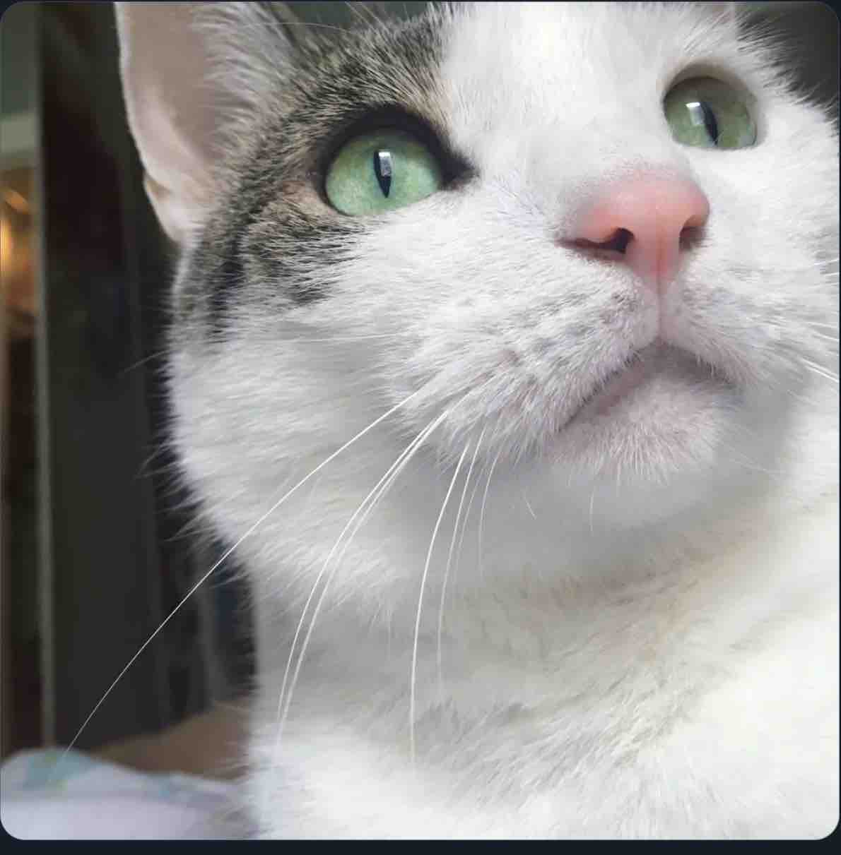 Help Save Peppermint’s Life… campaign photo, 7 of 13