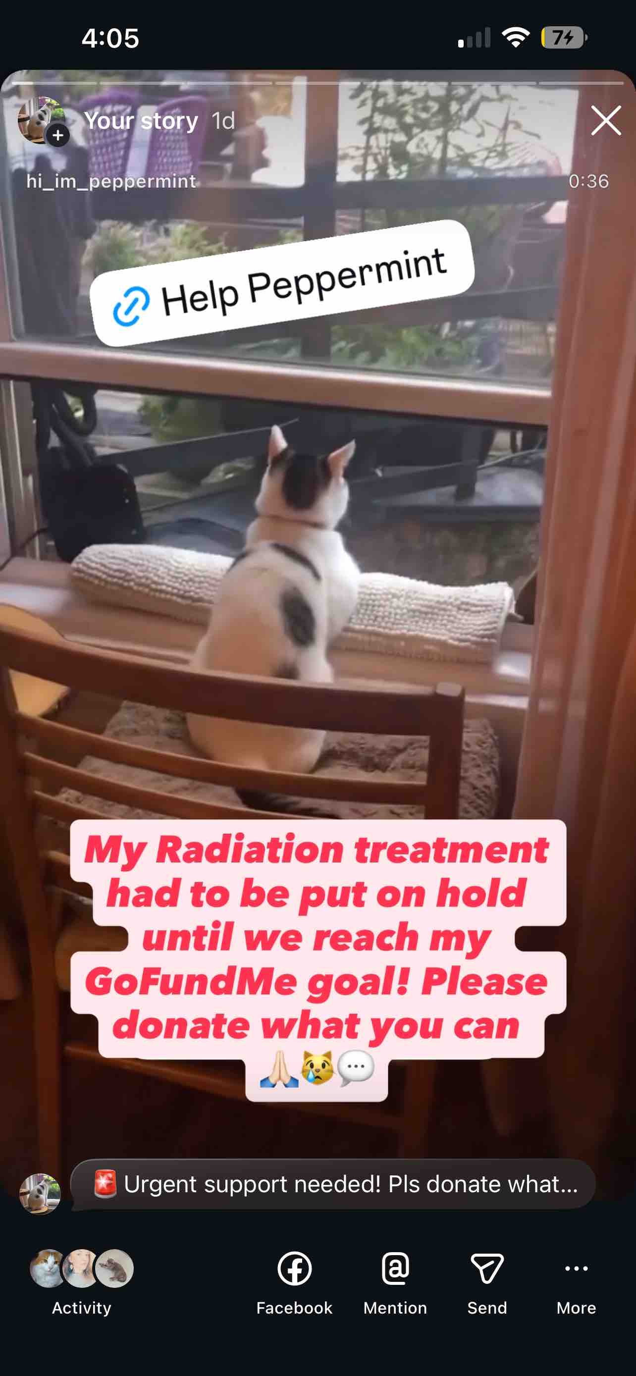 Help Save Peppermint’s Life… campaign photo, 8 of 13
