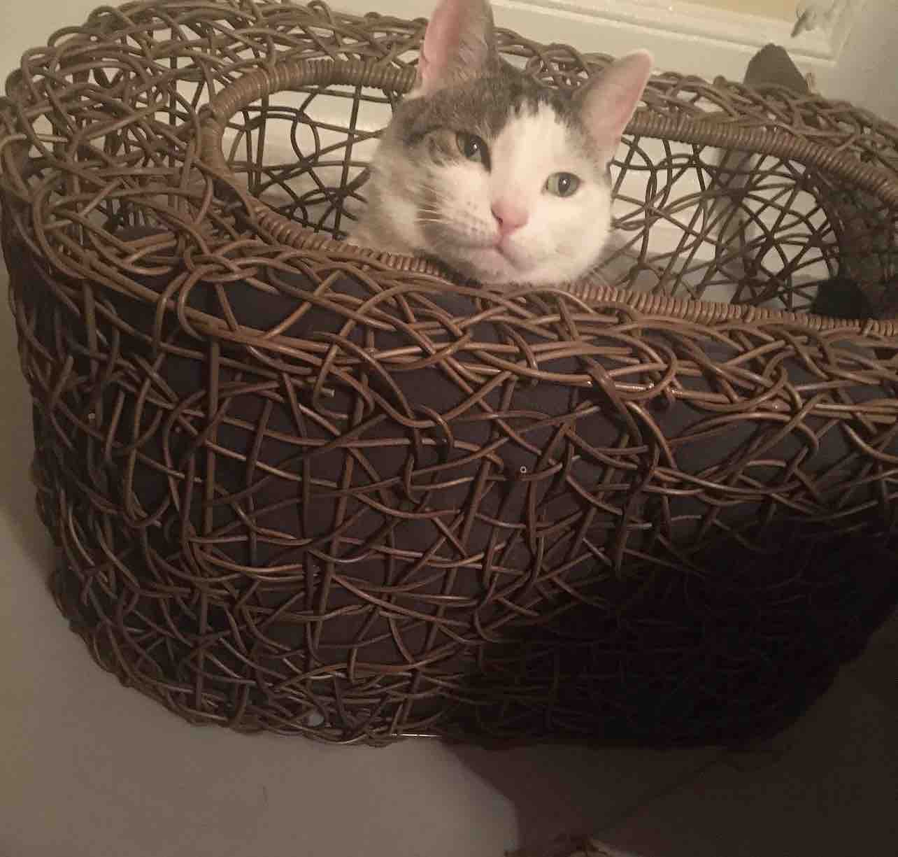 Help Save Peppermint’s Life… campaign photo, 9 of 13
