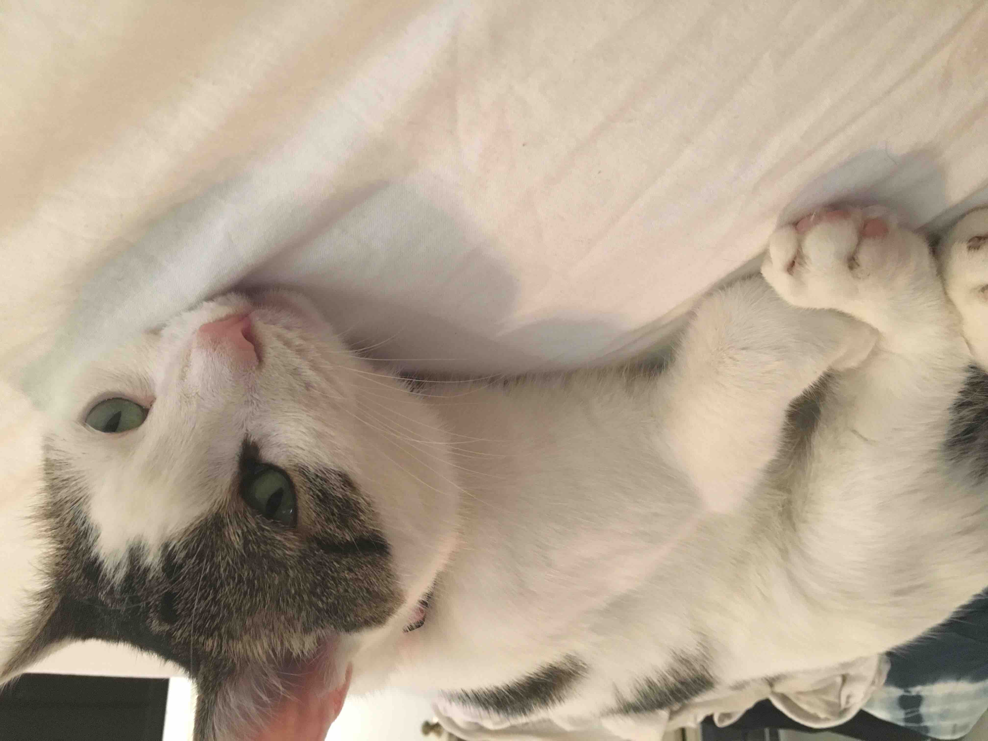 Help Save Peppermint’s Life… campaign photo, 10 of 13
