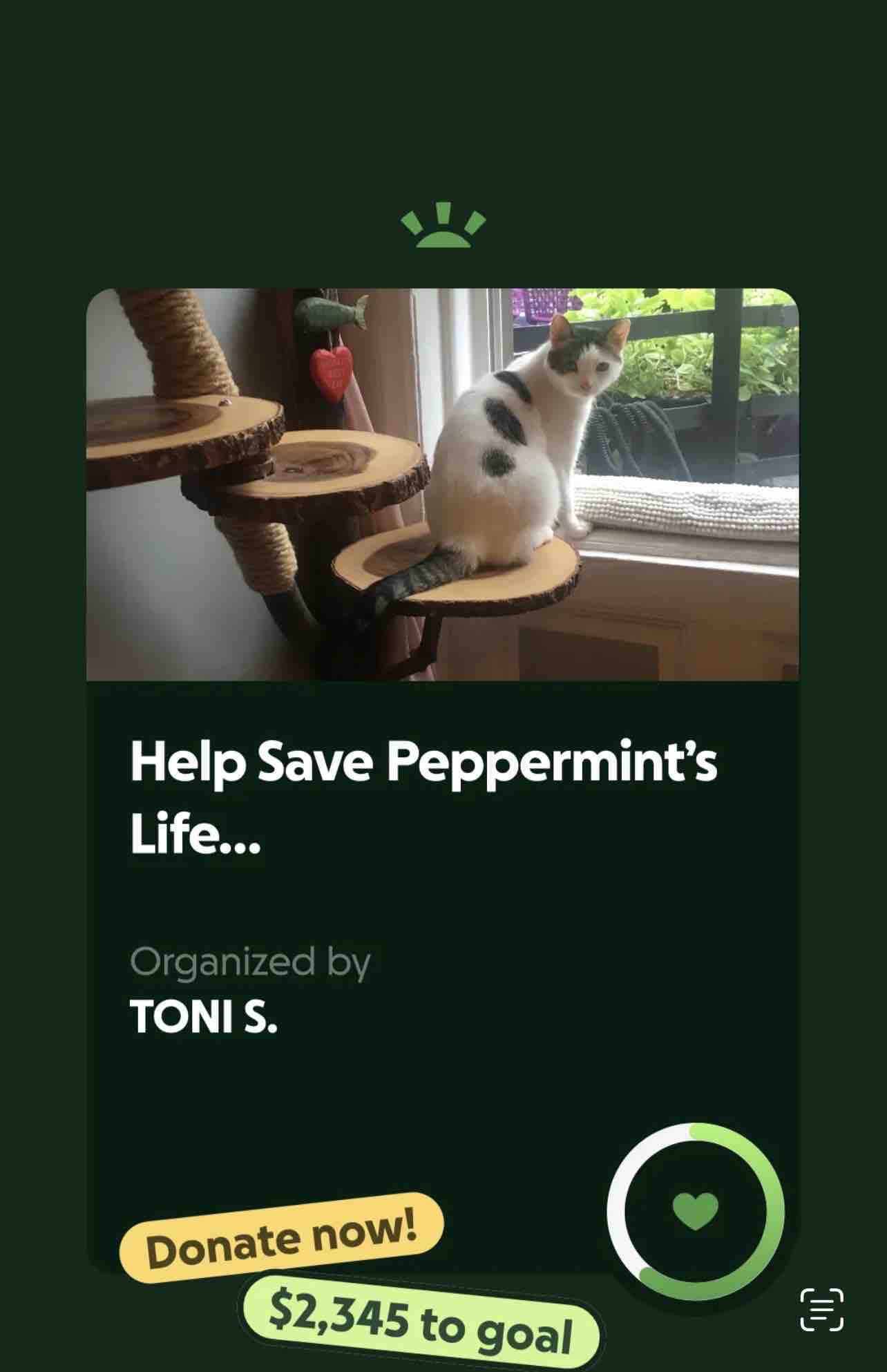 Help Save Peppermint’s Life… campaign photo, 11 of 13