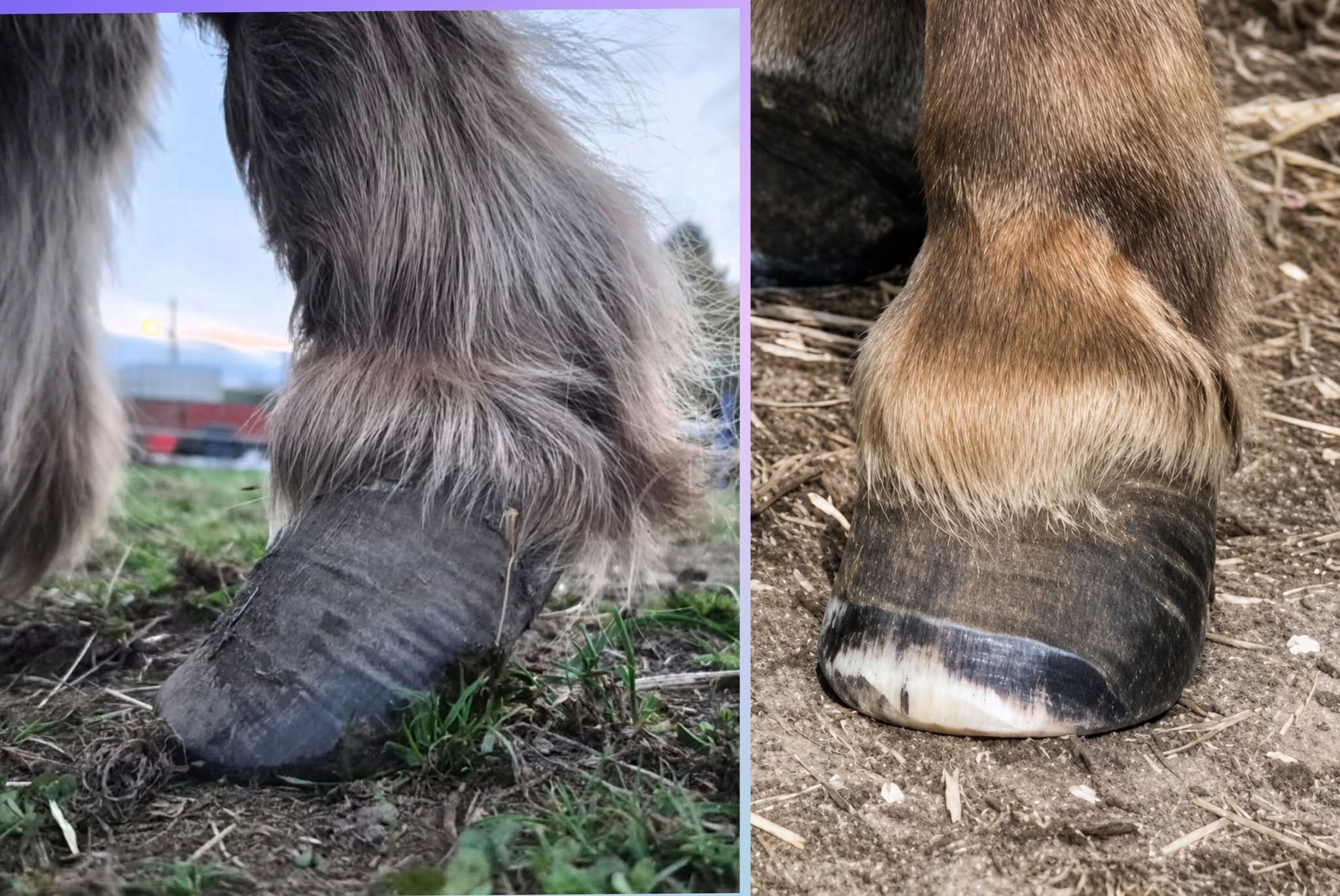 Help Us Keep Going – Hay, Veterinary Care & Animal Welfare campaign photo, 4 of 5