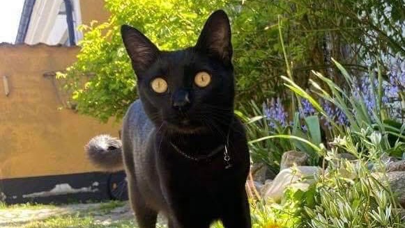 Help our cat get emergency care again photo