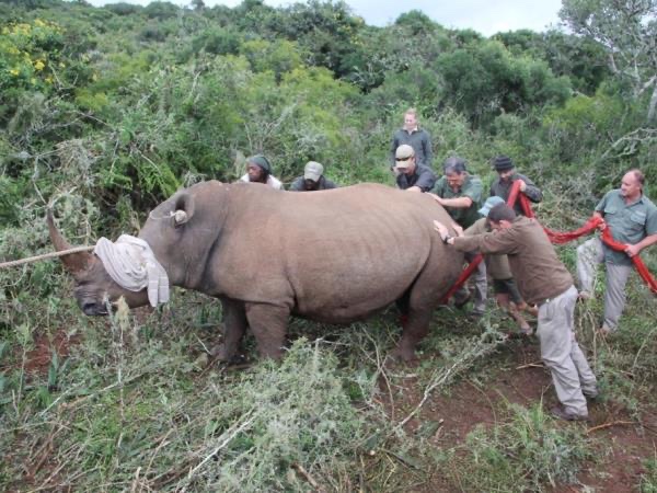 Duke of Edinburgh Residential supporting African Wildlife campaign photo, 2 of 6