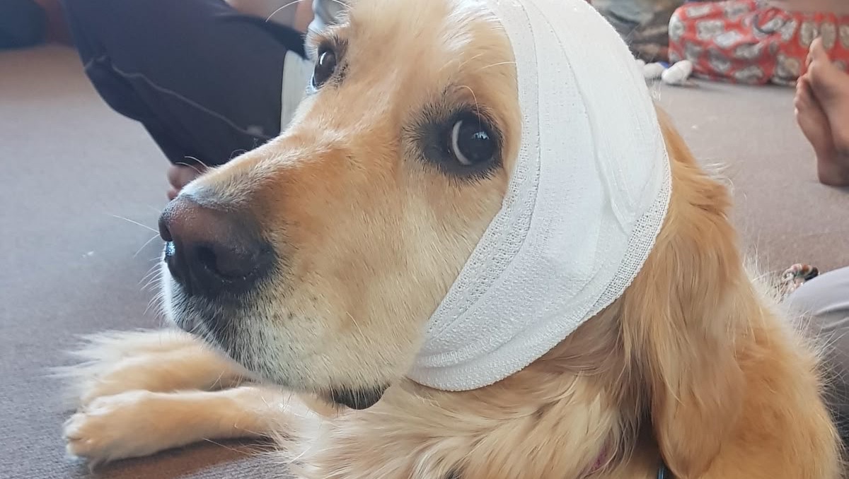 Give Thor the Best Chance Against Cancer photo
