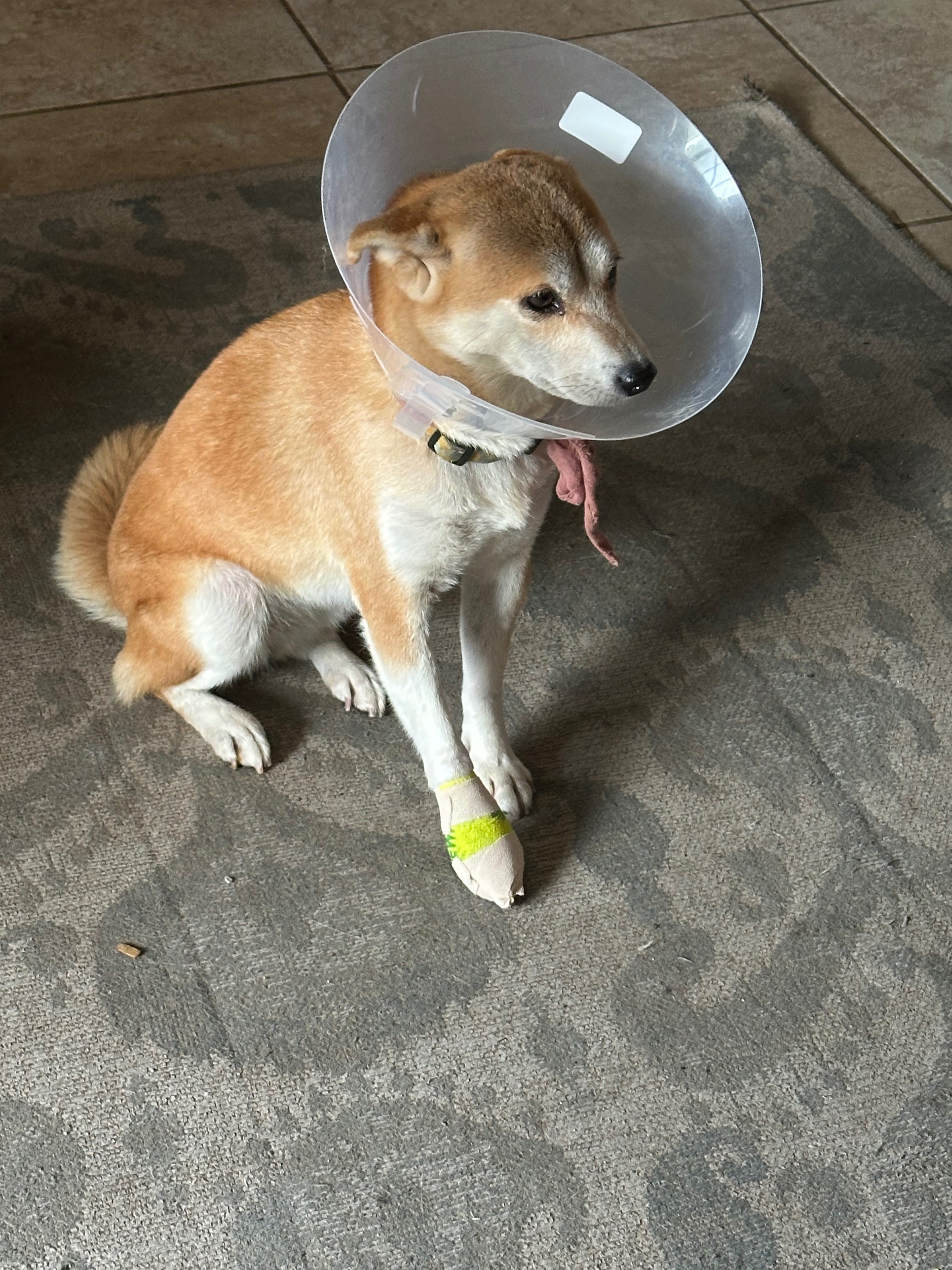 Help Yumi Get Back on All Four Paws campaign photo, 2 of 8