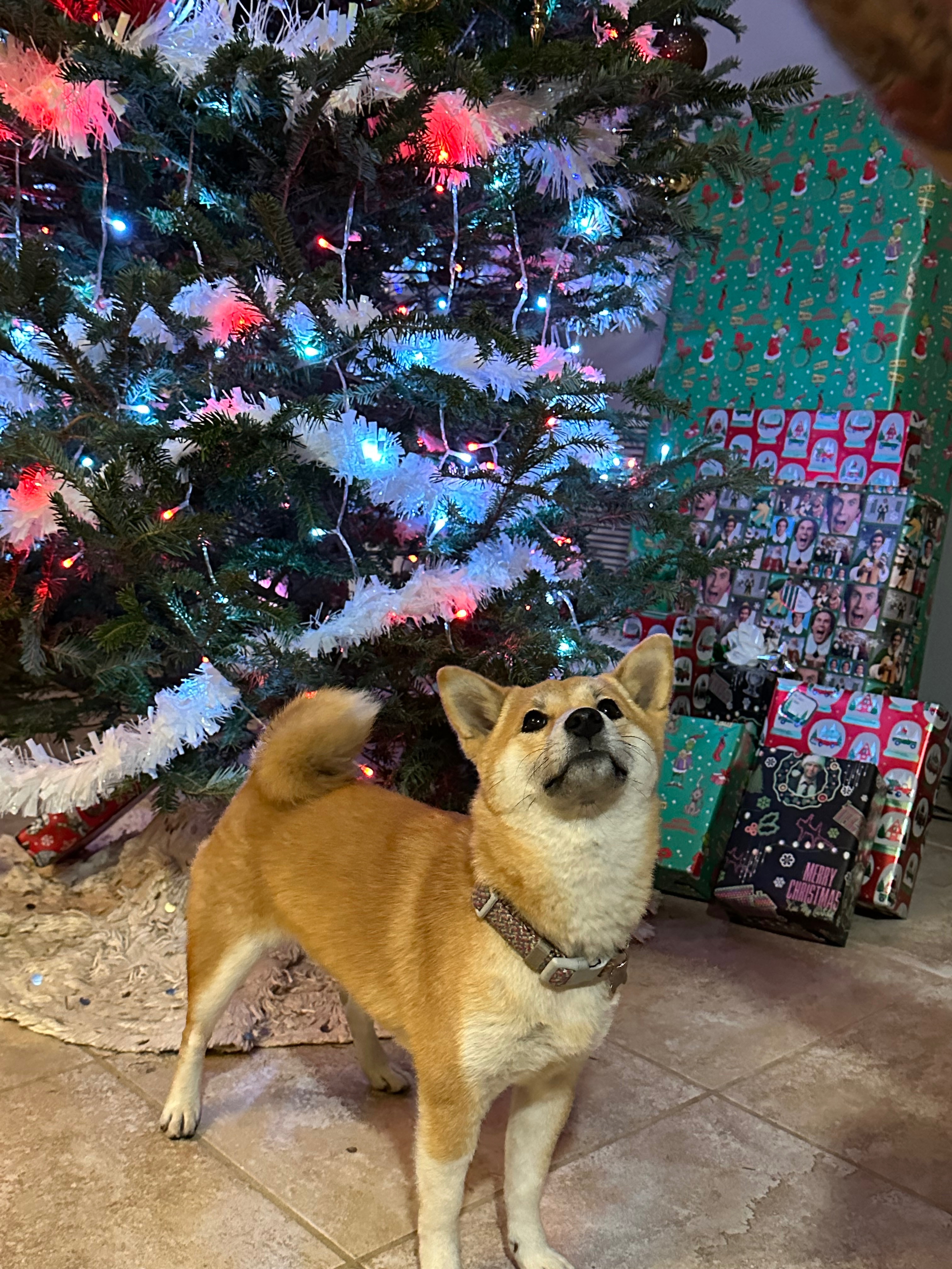 Help Yumi Get Back on All Four Paws campaign photo, 7 of 8