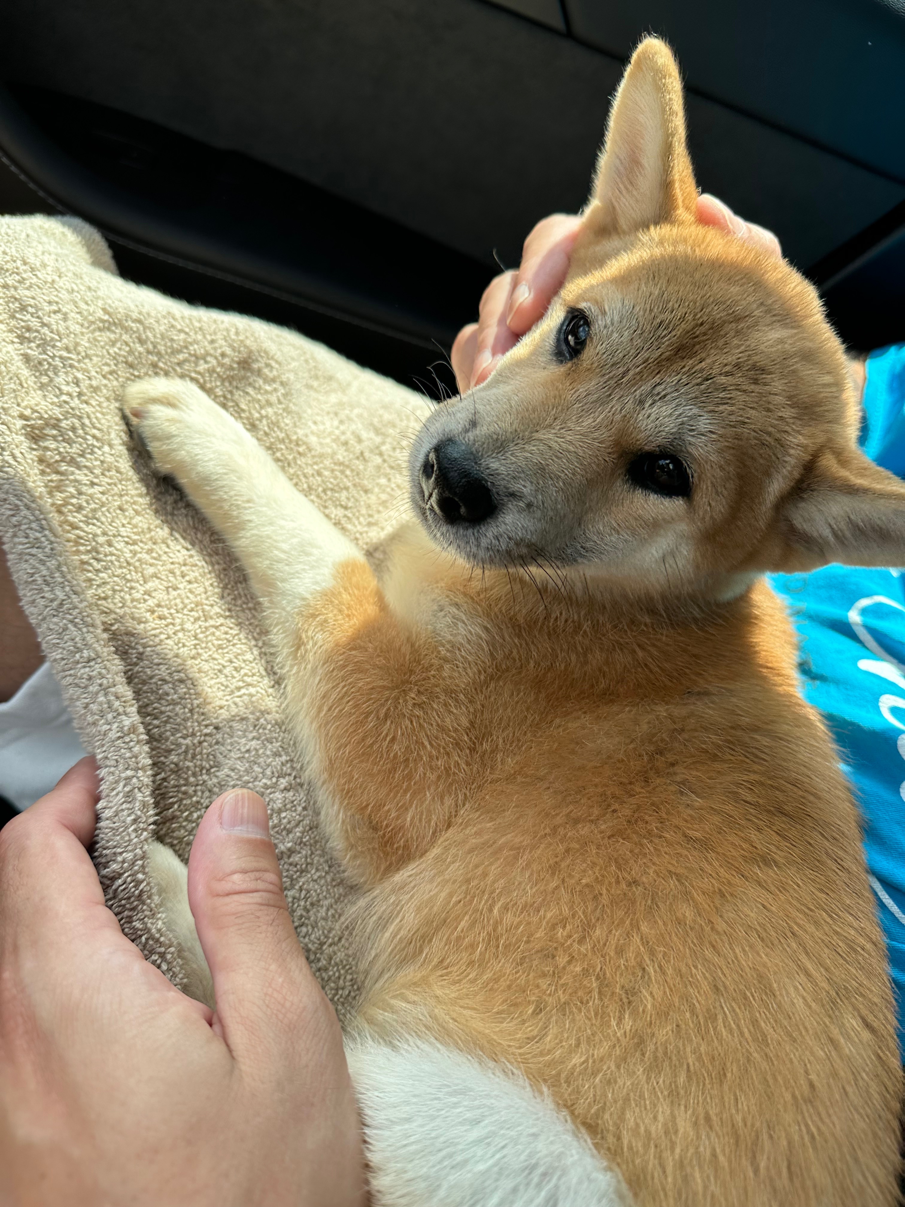 Help Yumi Get Back on All Four Paws campaign photo, 4 of 8