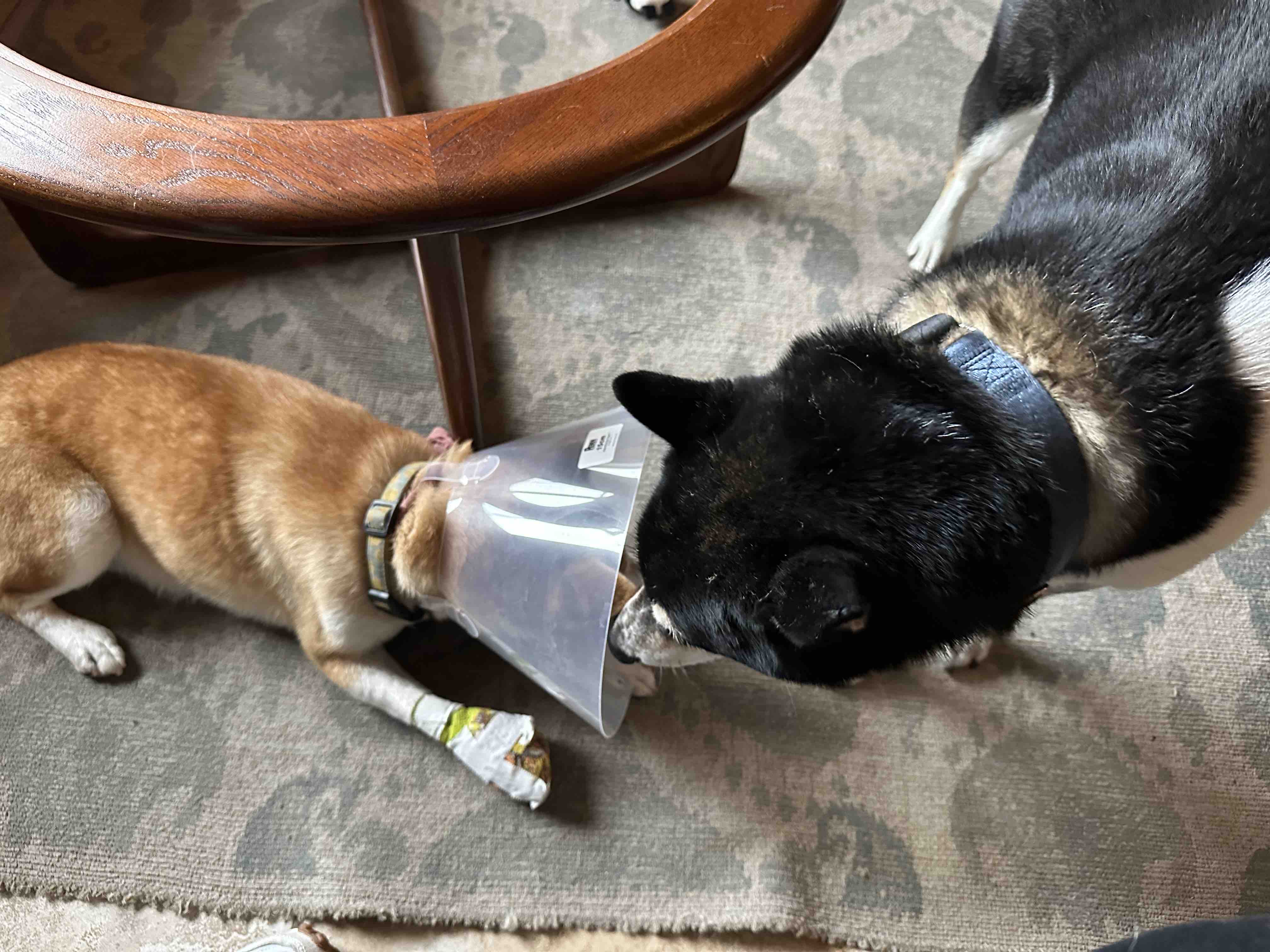 Help Yumi Get Back on All Four Paws campaign photo, 5 of 8