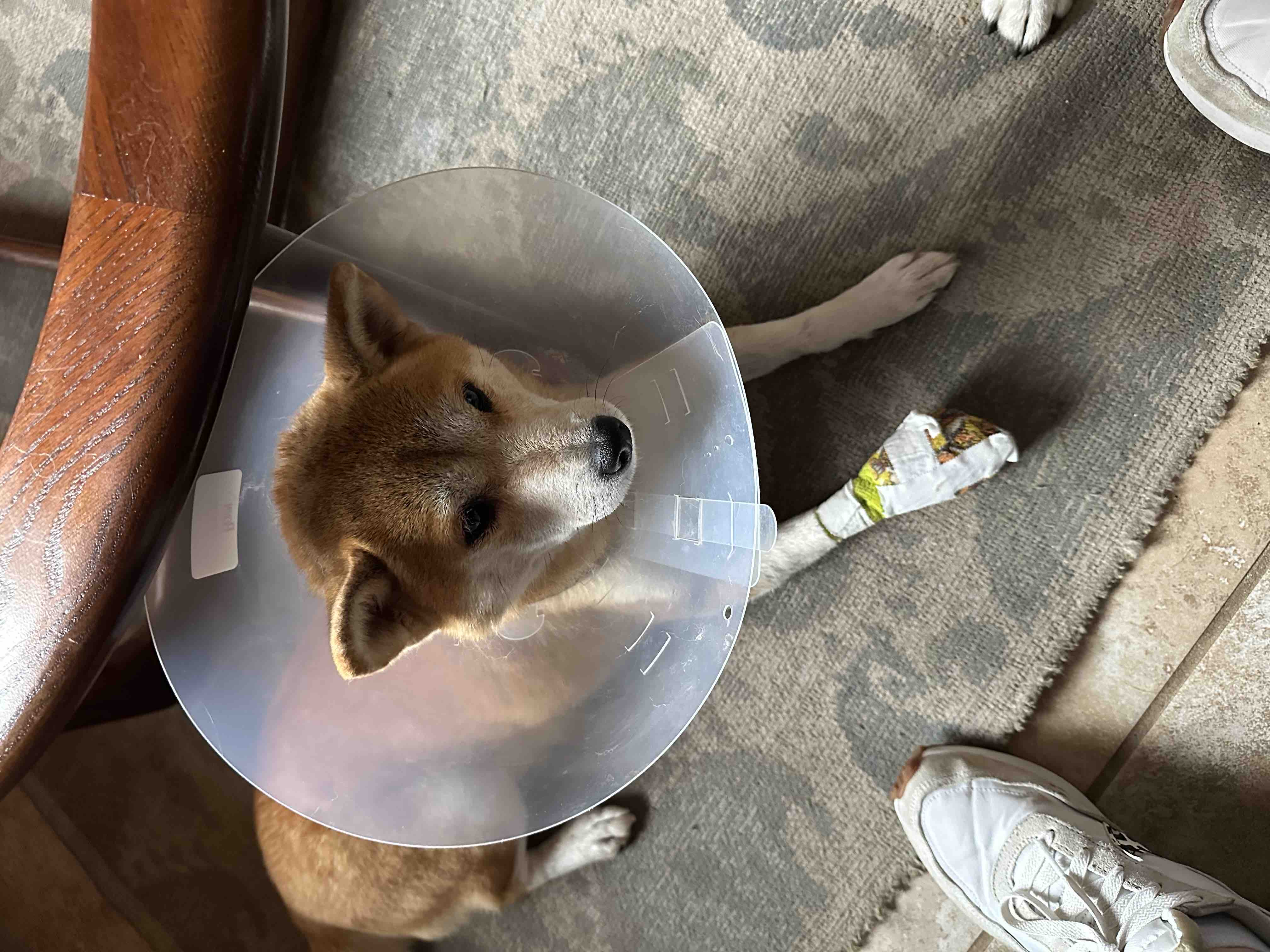 Help Yumi Get Back on All Four Paws campaign photo, 6 of 8