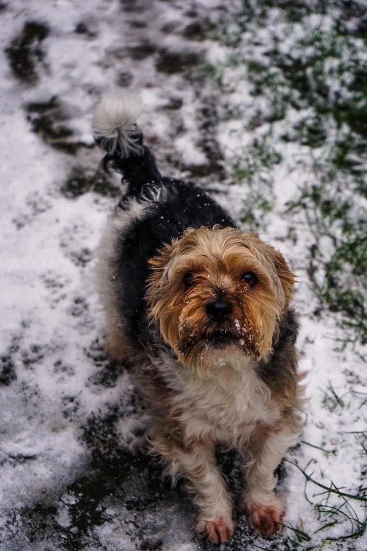 Help Save Jasper:Emergency Neurological Treatment Needed campaign photo, 5 of 8
