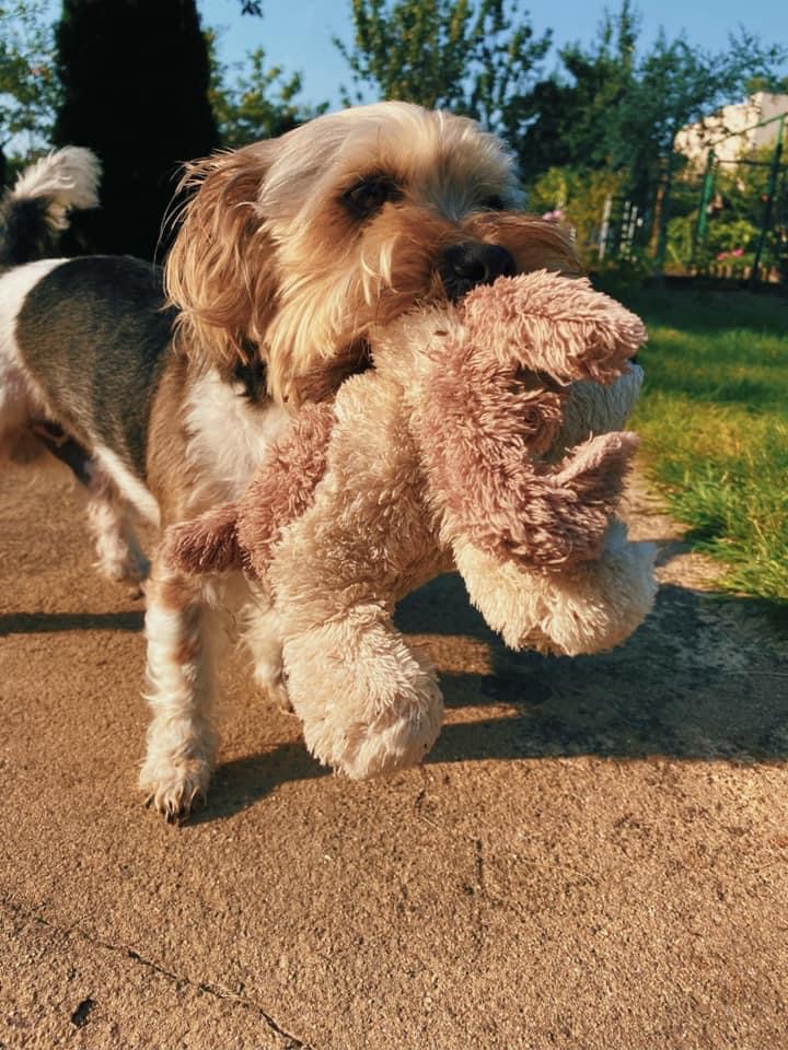 Help Save Jasper:Emergency Neurological Treatment Needed campaign photo, 4 of 8