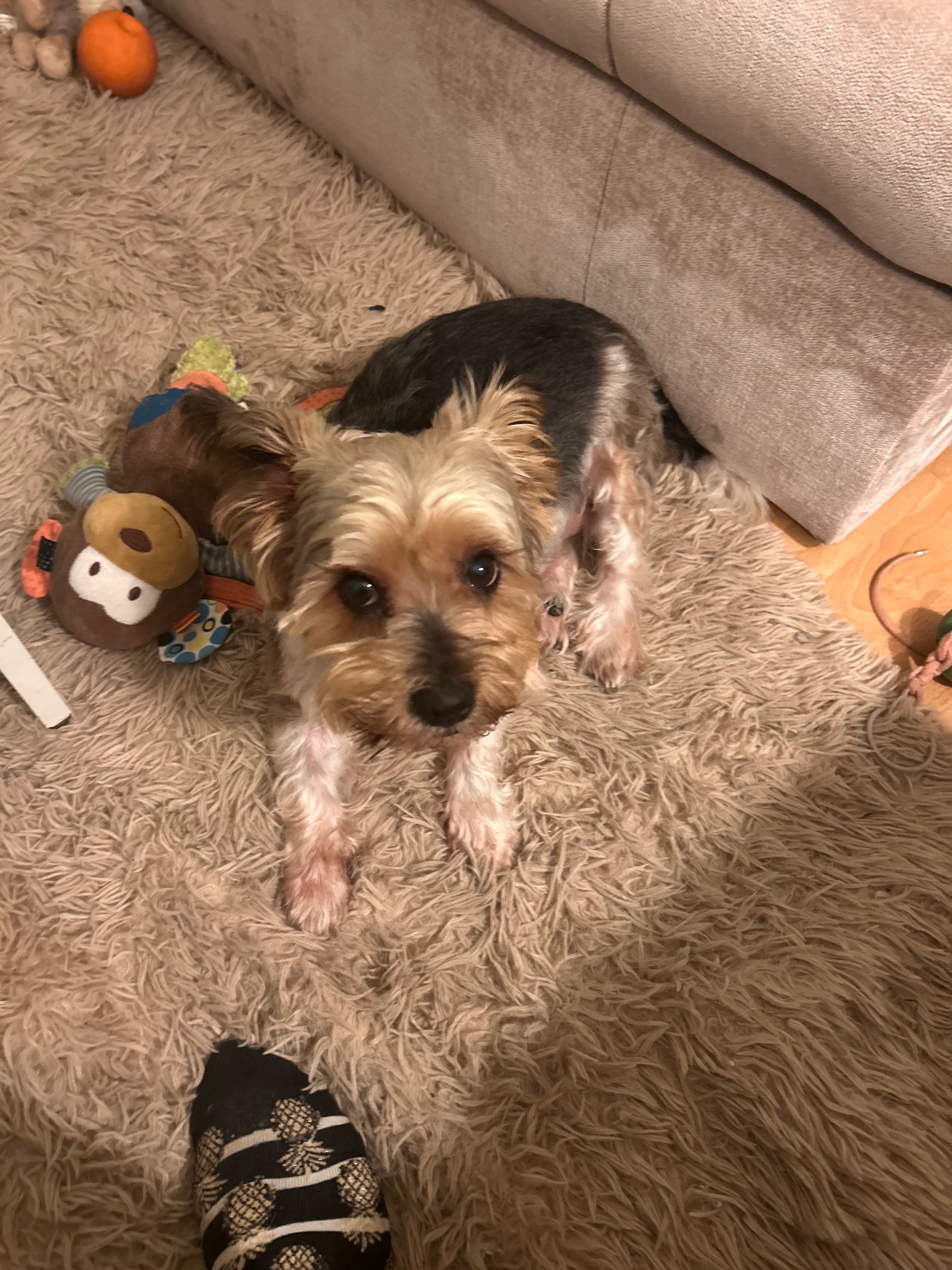 Help Save Jasper:Emergency Neurological Treatment Needed campaign photo, 6 of 8