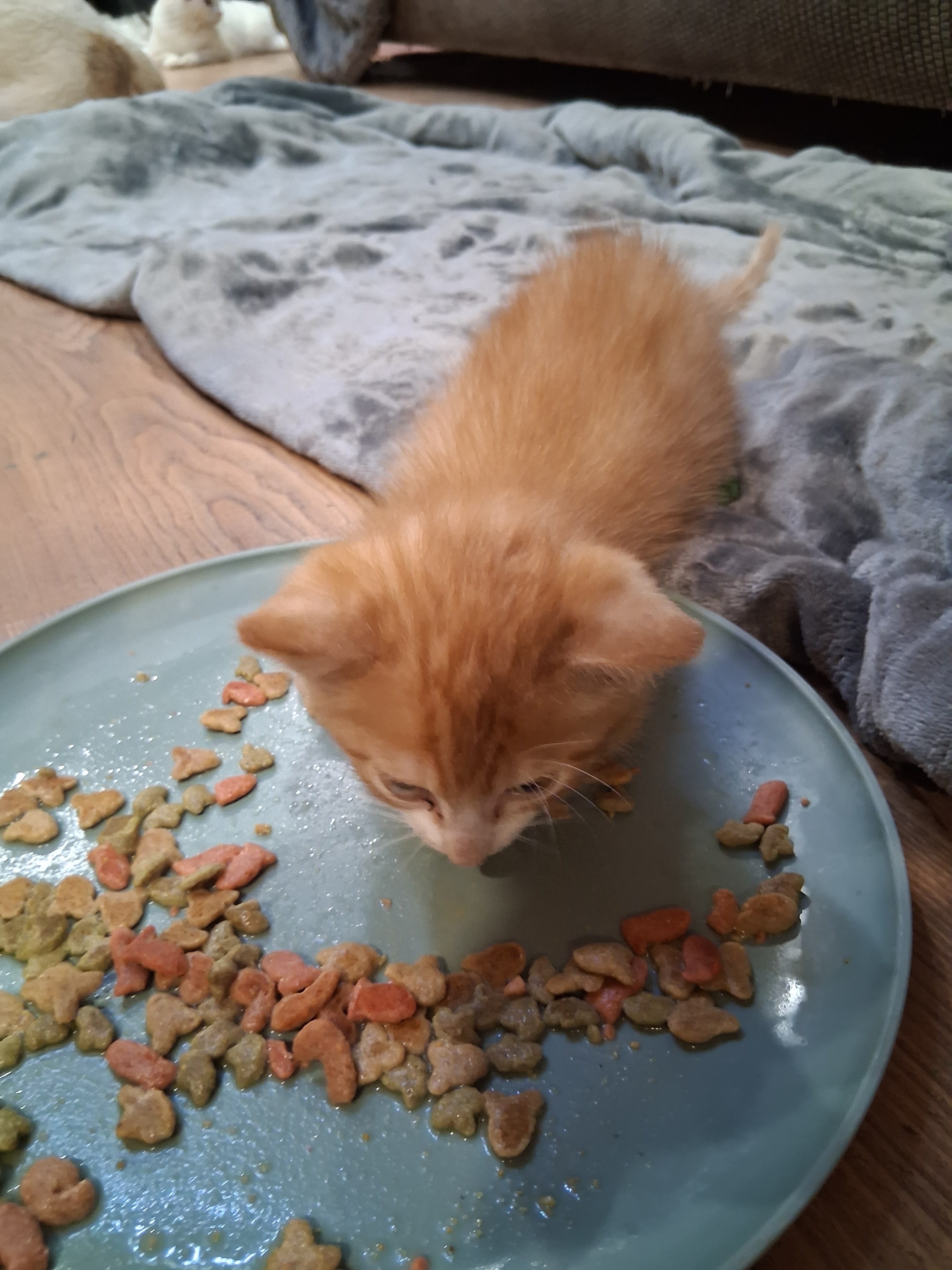 Aid for Judy's Brave Baby Kitten campaign photo, 2 of 4