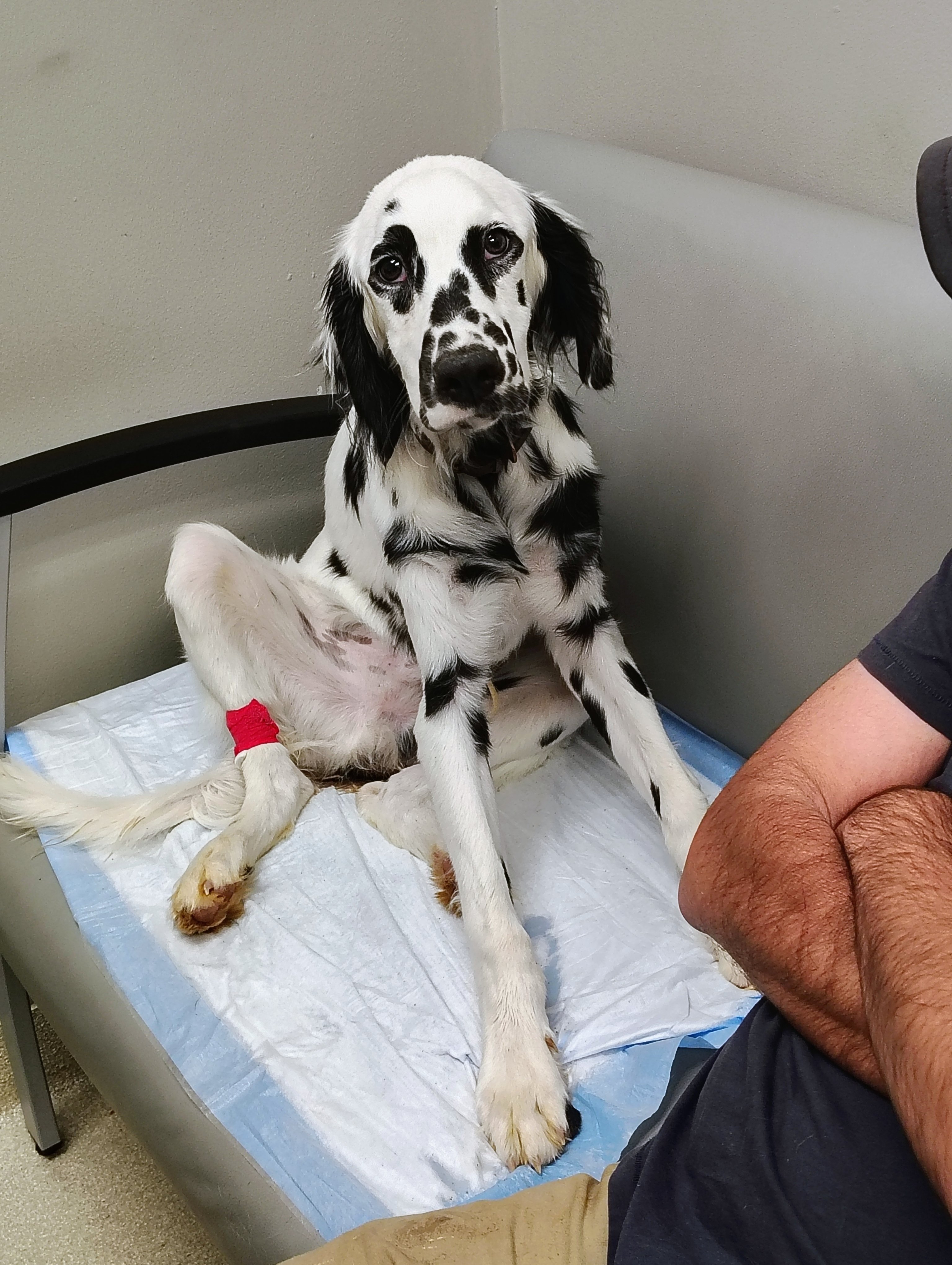 Help Save Louis: Urgent Parvo Treatment campaign photo, 6 of 7