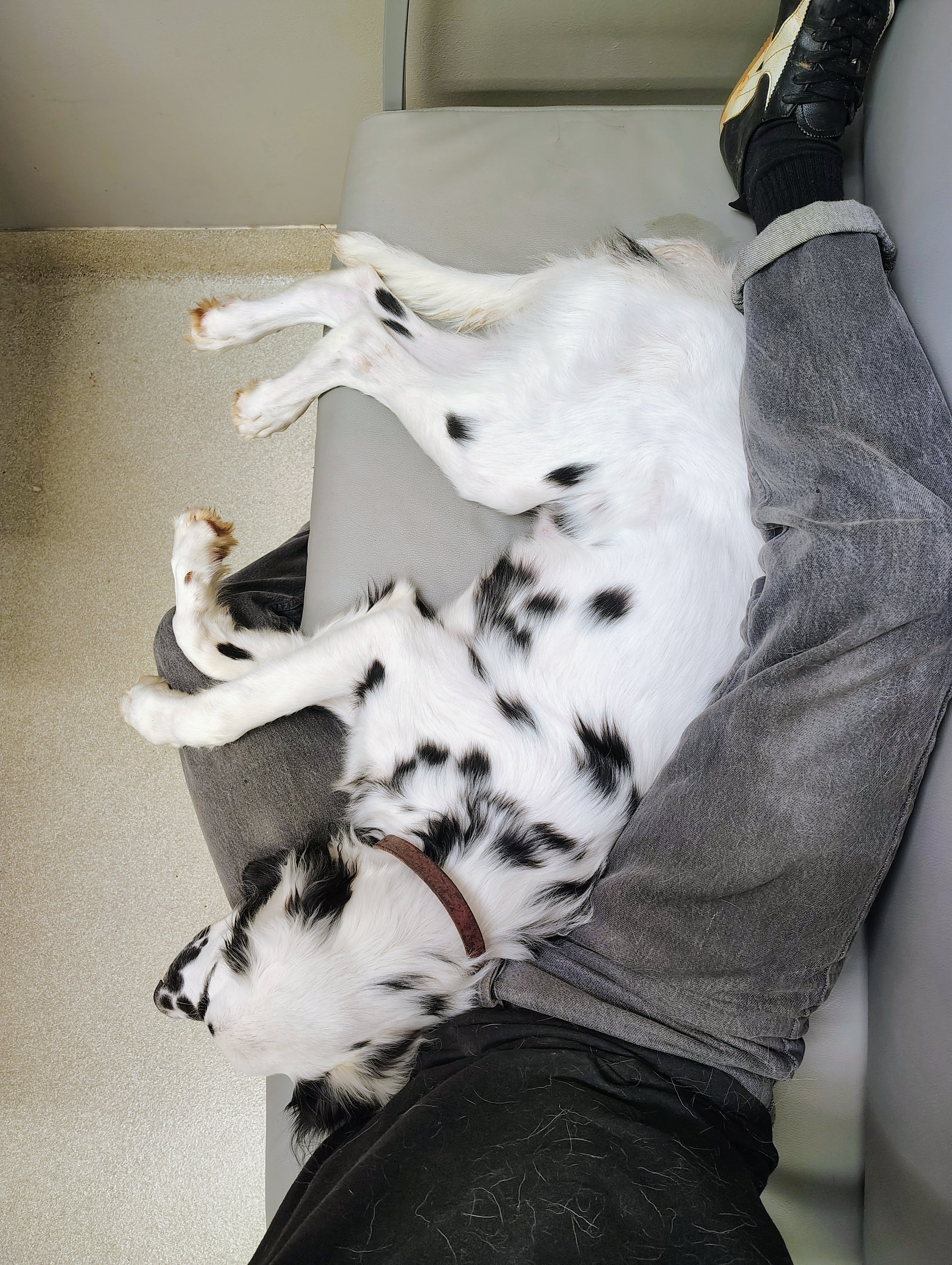 Help Save Louis: Urgent Parvo Treatment campaign photo, 4 of 7