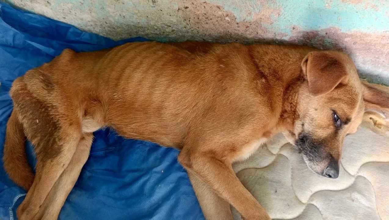 Help an Injured Stray Dog Heal photo