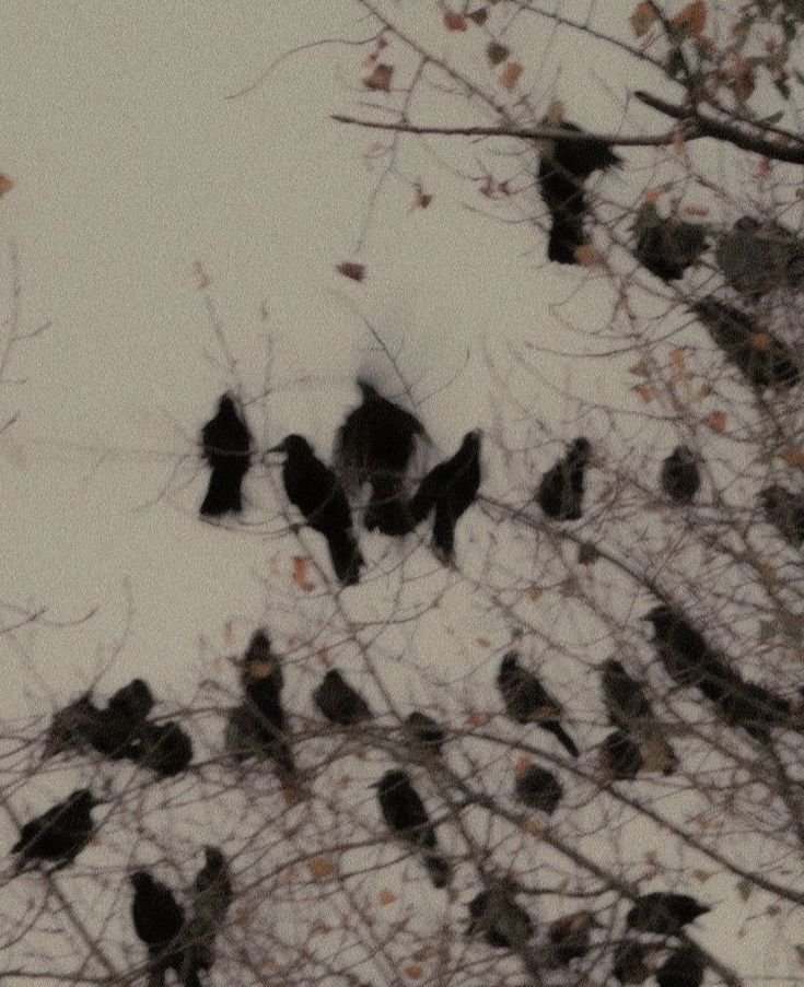 Support Our Indie Film 'Murder of Crows' campaign photo, 6 of 7