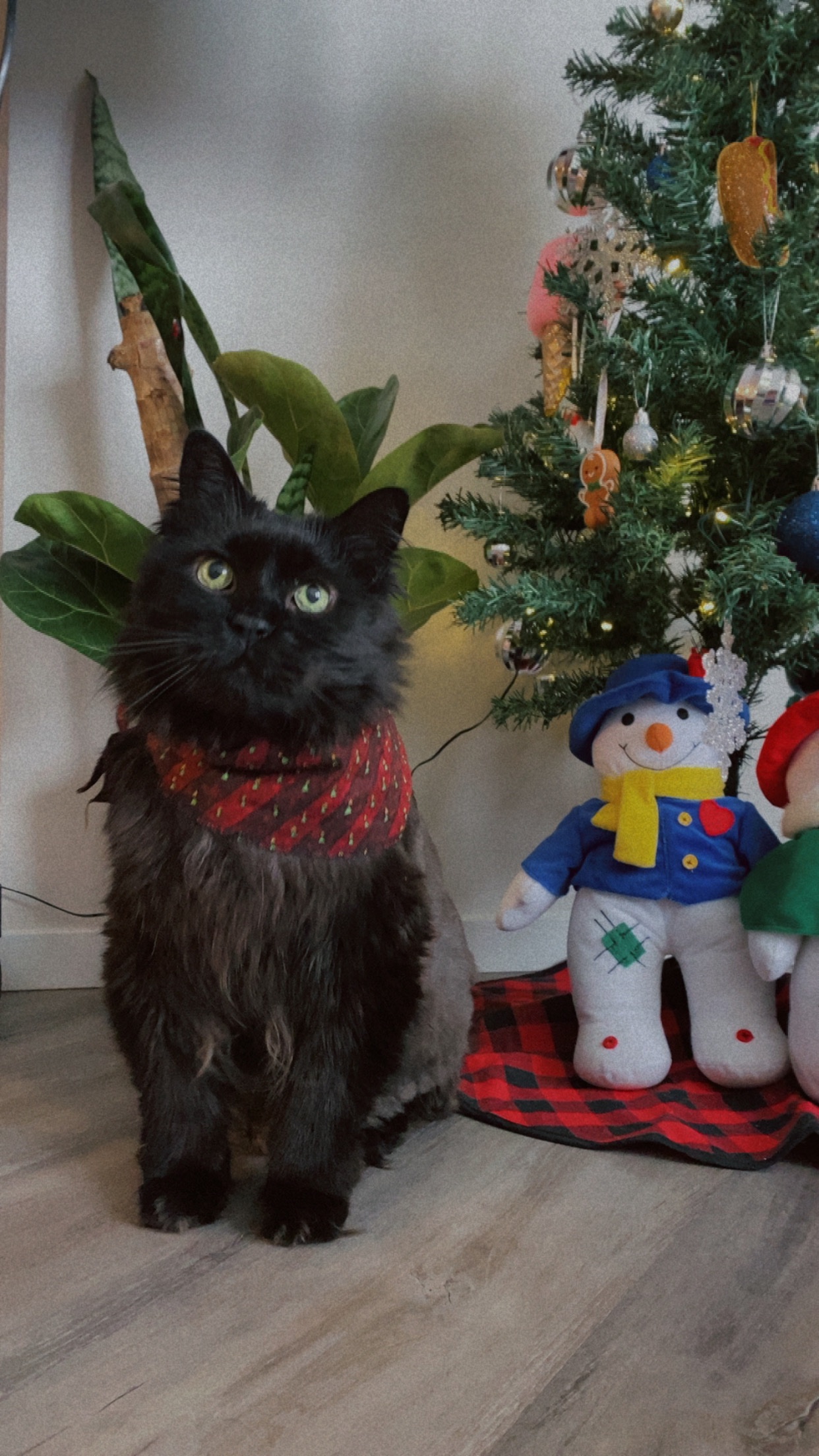 Help Support Boo’s Medical Journey campaign photo, 7 of 8