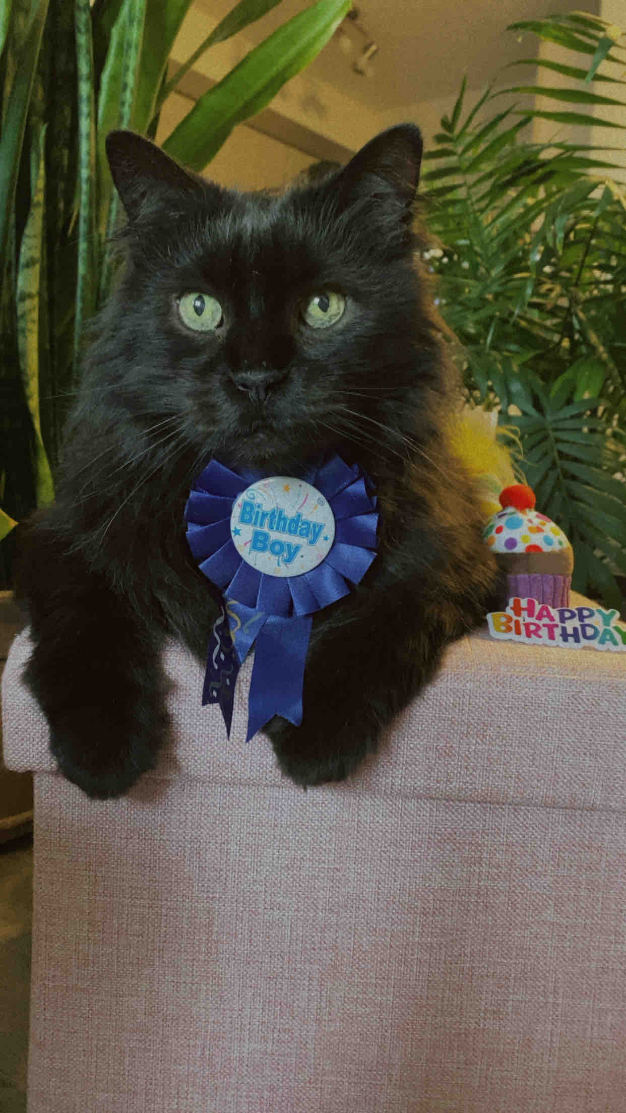 Help Support Boo’s Medical Journey campaign photo, 2 of 8