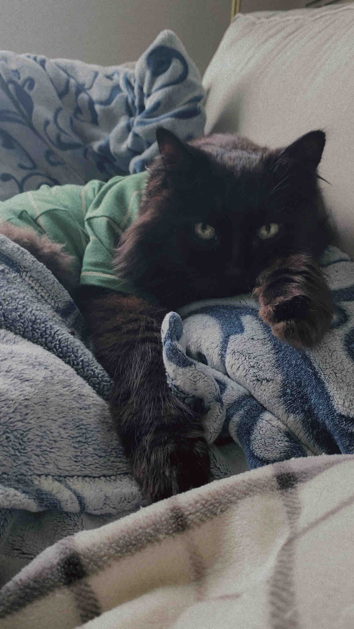 Help Support Boo’s Medical Journey campaign photo, 4 of 8