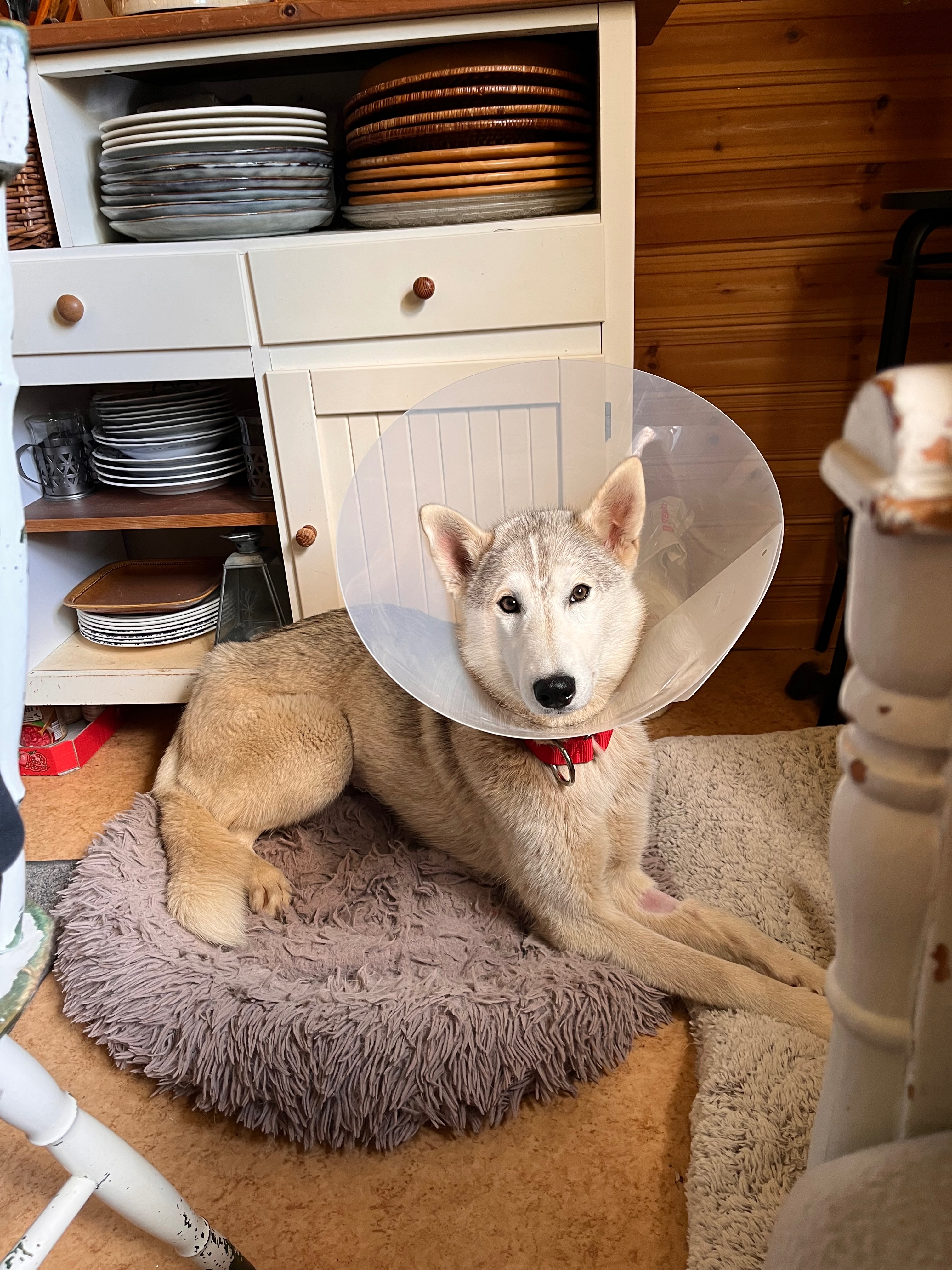 Veterinary Emergency and Special Dog Care Fund campaign photo, 7 of 8
