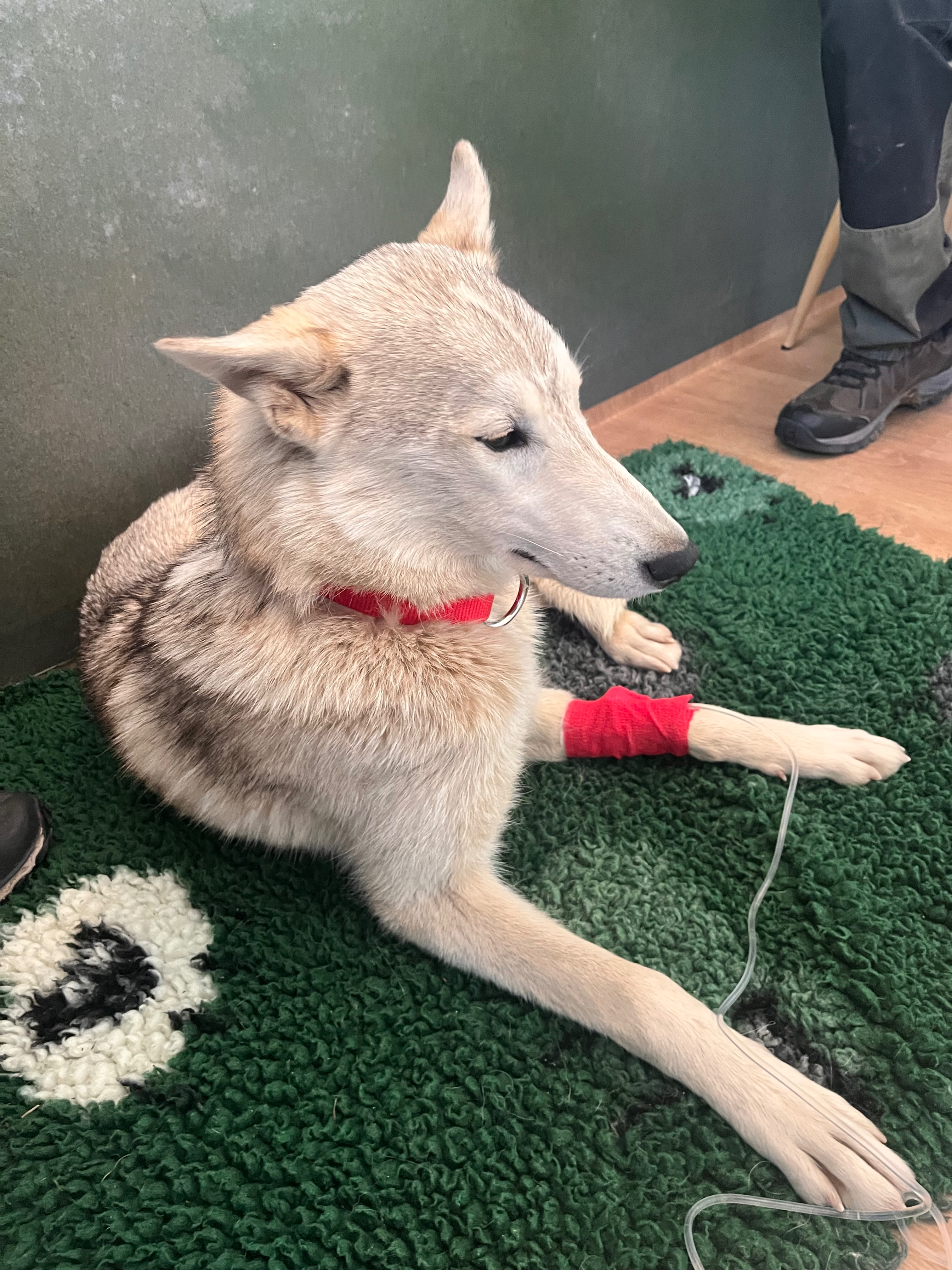 Veterinary Emergency and Special Dog Care Fund campaign photo, 4 of 8