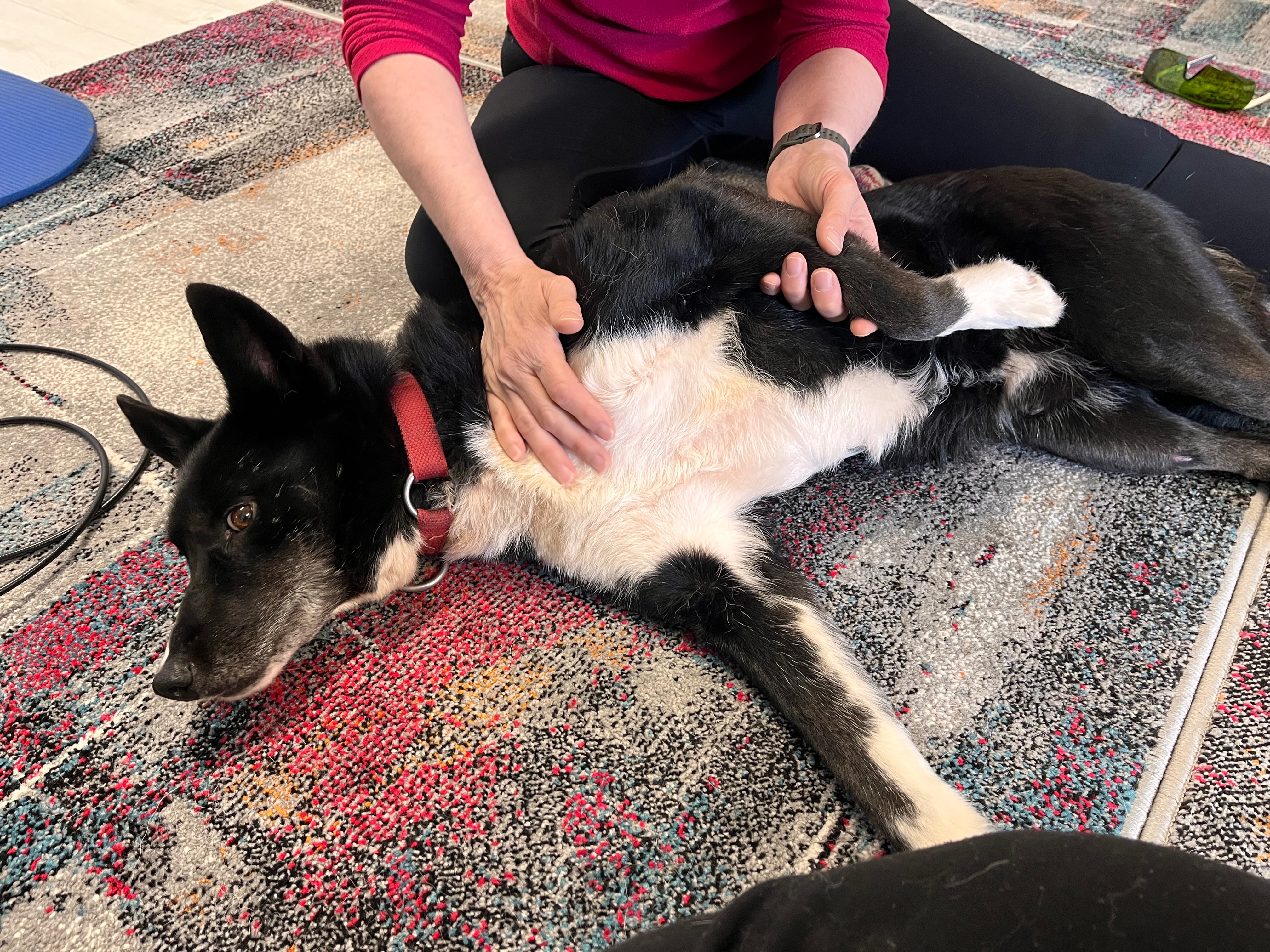 Veterinary Emergency and Special Dog Care Fund campaign photo, 5 of 8