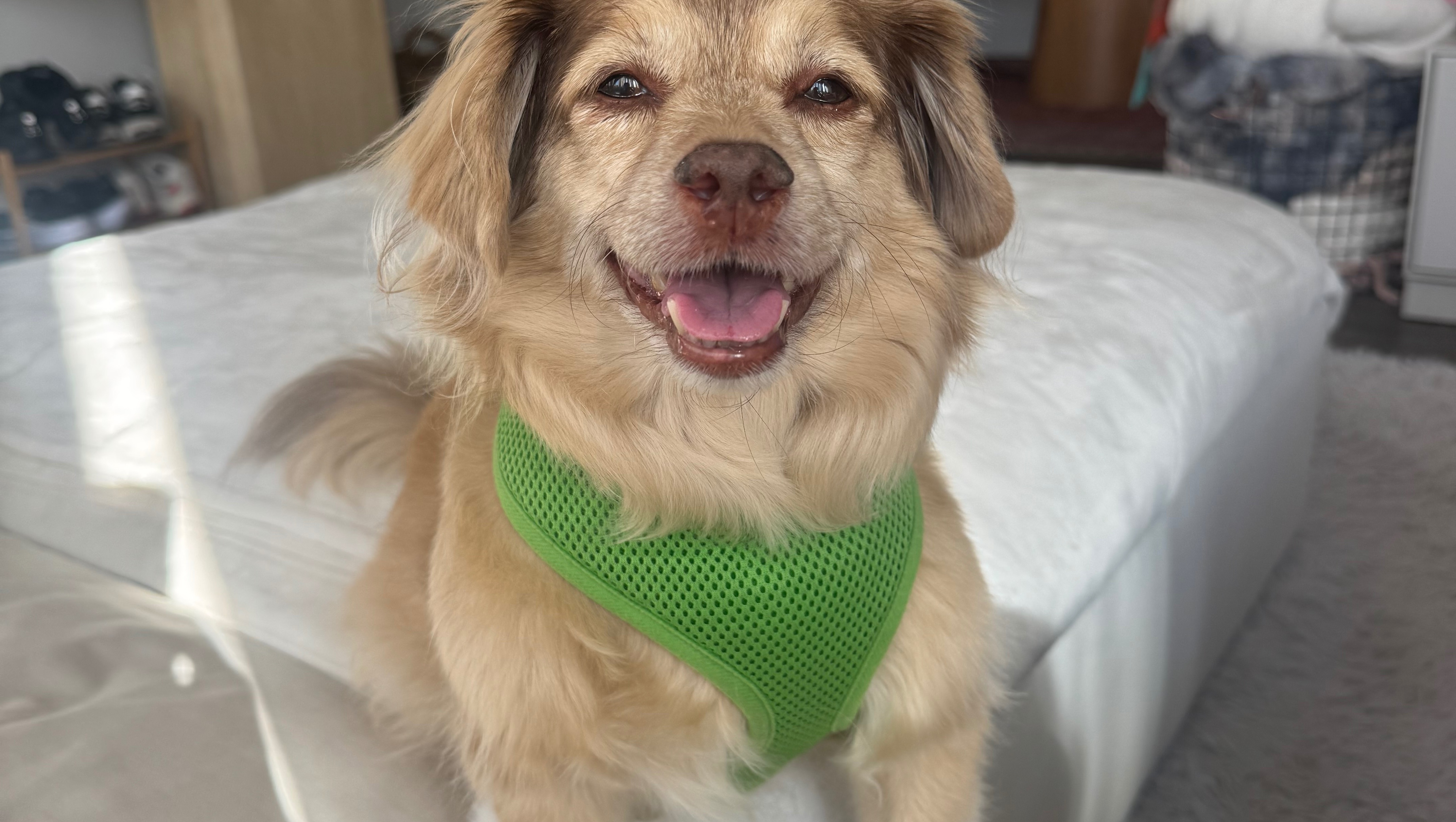 Support Linus’s Urgent Medical Care photo