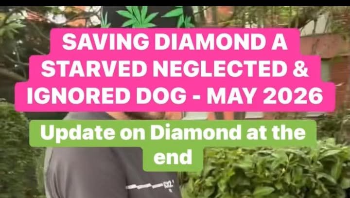Donate to Diamond the Starved Neglected Dog photo