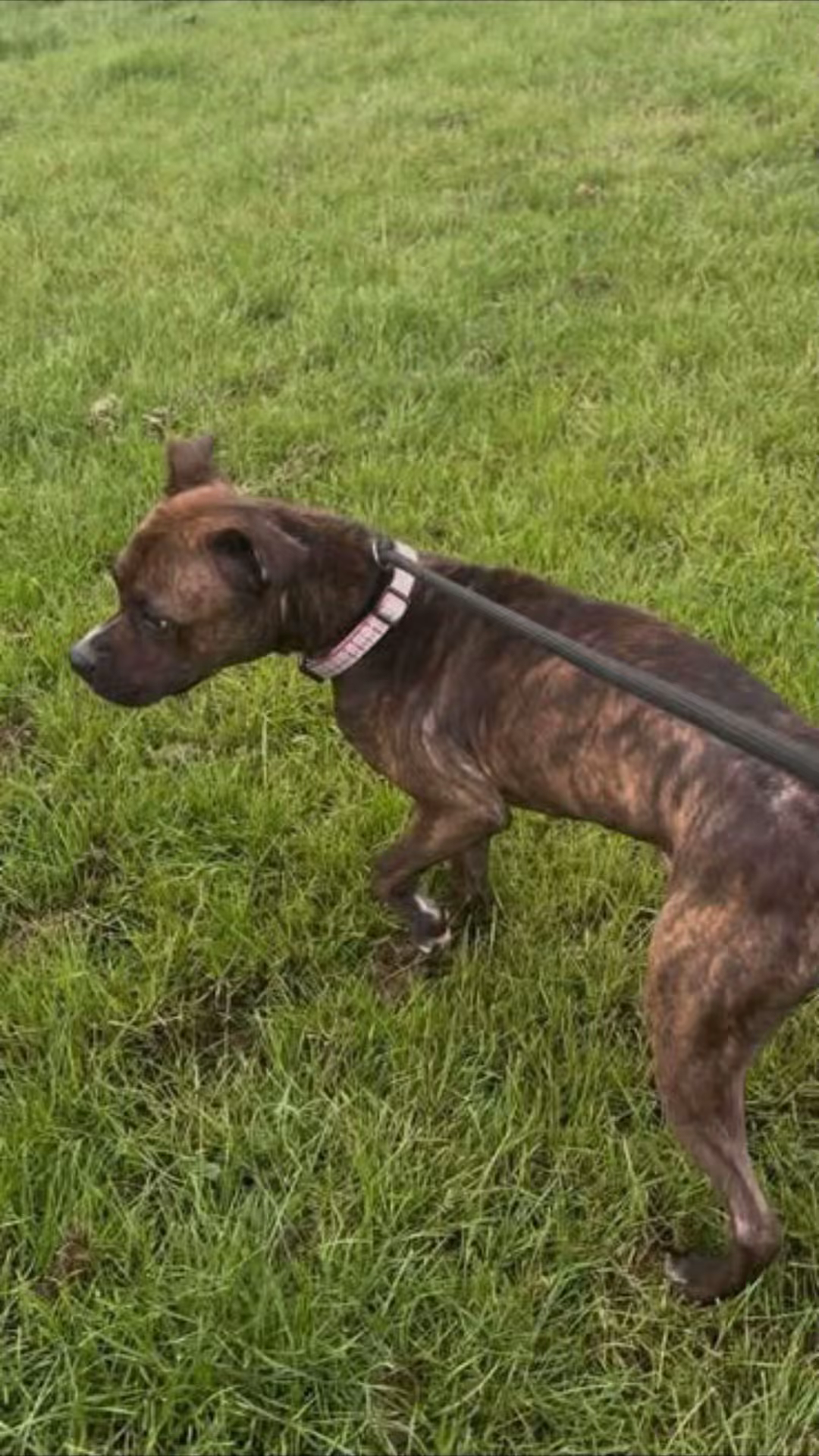 Starved Diamond is in Rescue campaign photo, 5 of 7