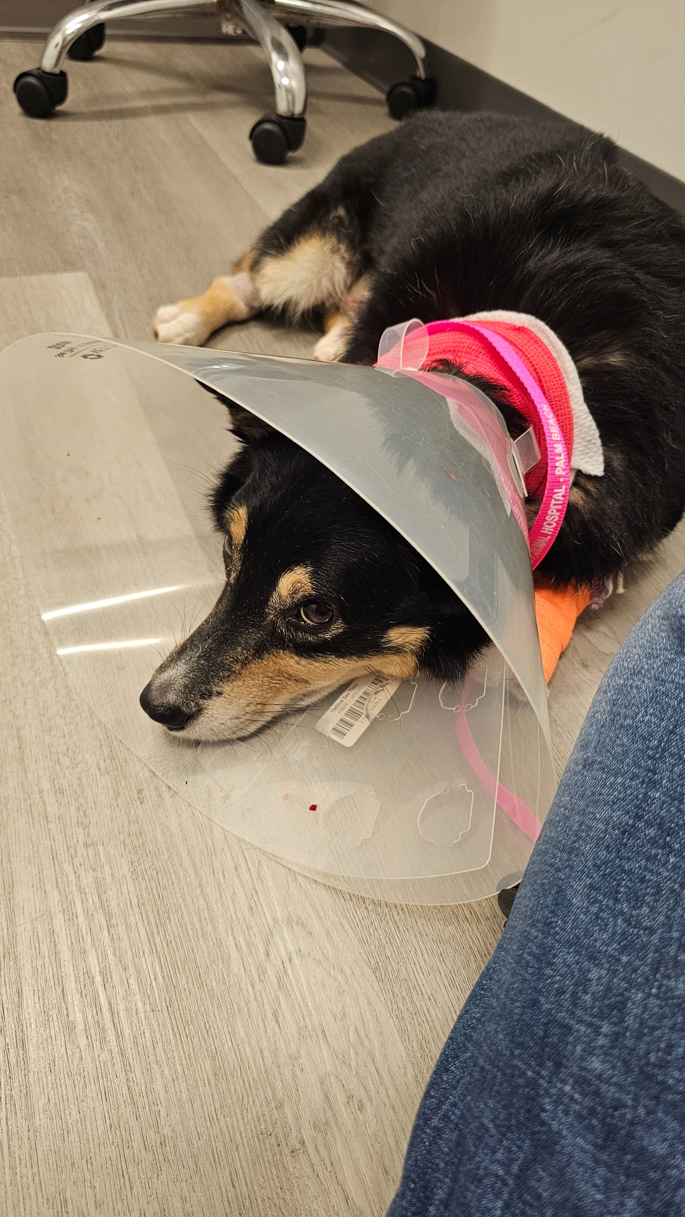 Help Save Jet: Our Beloved Corgi Needs Lifesaving Care campaign photo, 7 of 8