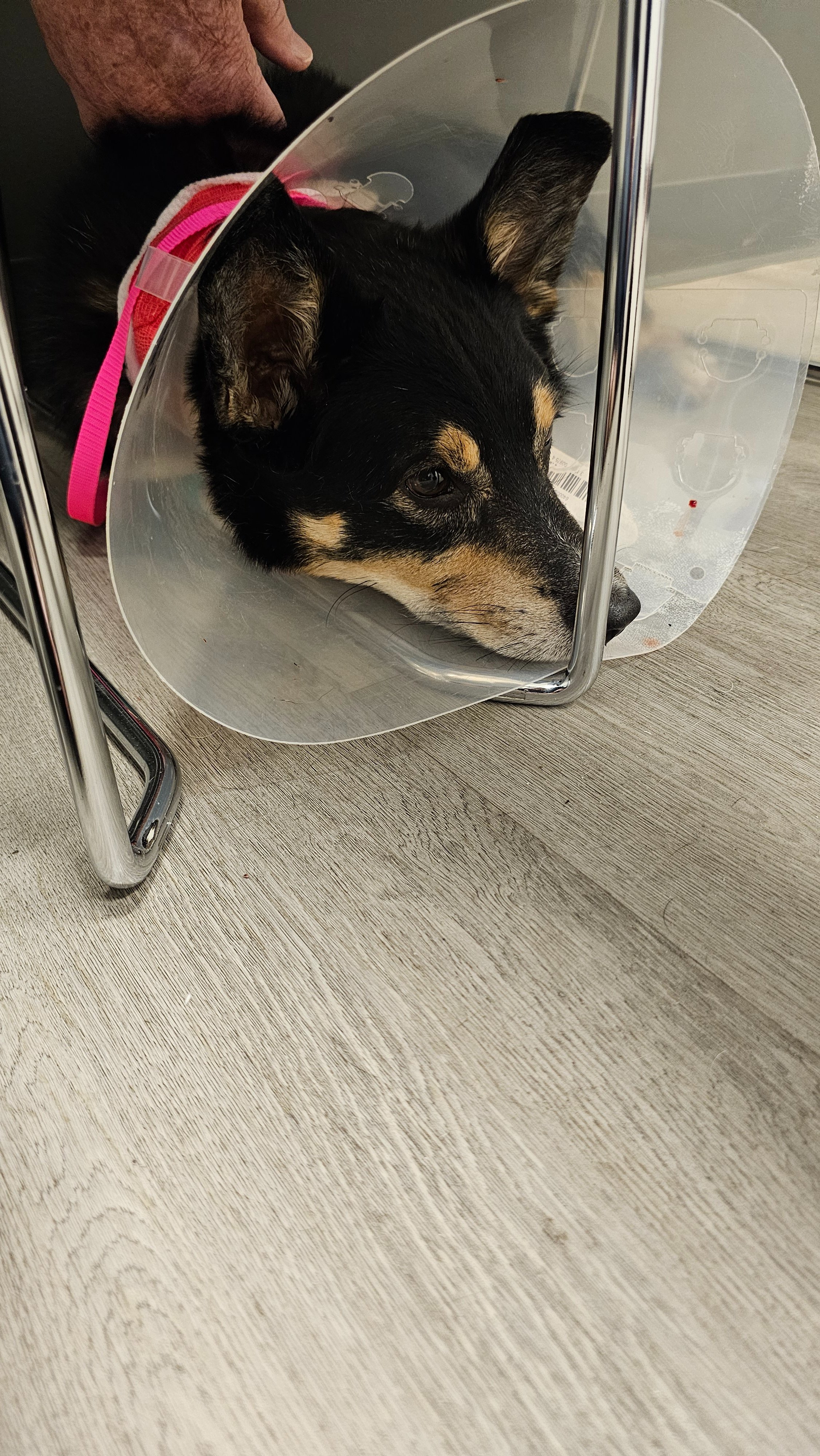 Help Save Jet: Our Beloved Corgi Needs Lifesaving Care campaign photo, 2 of 8