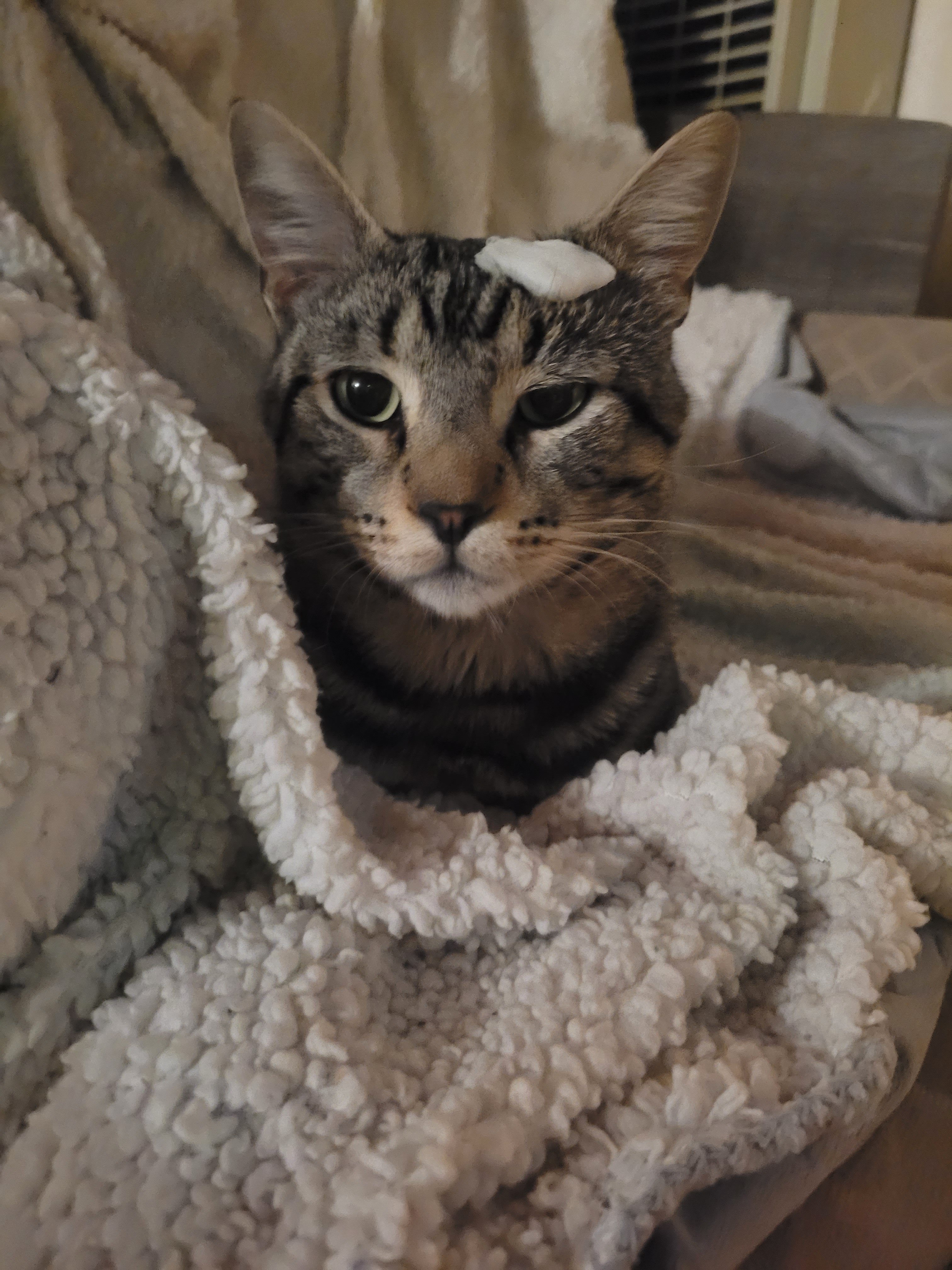 Support Bean and Friends Rescue Mission campaign photo, 5 of 8