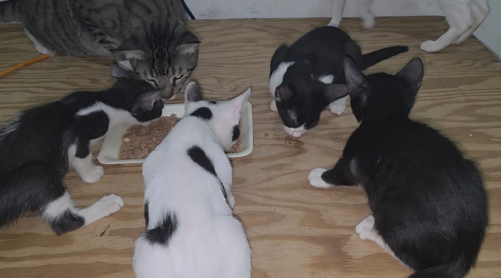 Help fund a Sanctuary for cats and dogs in Belize campaign photo, 7 of 8