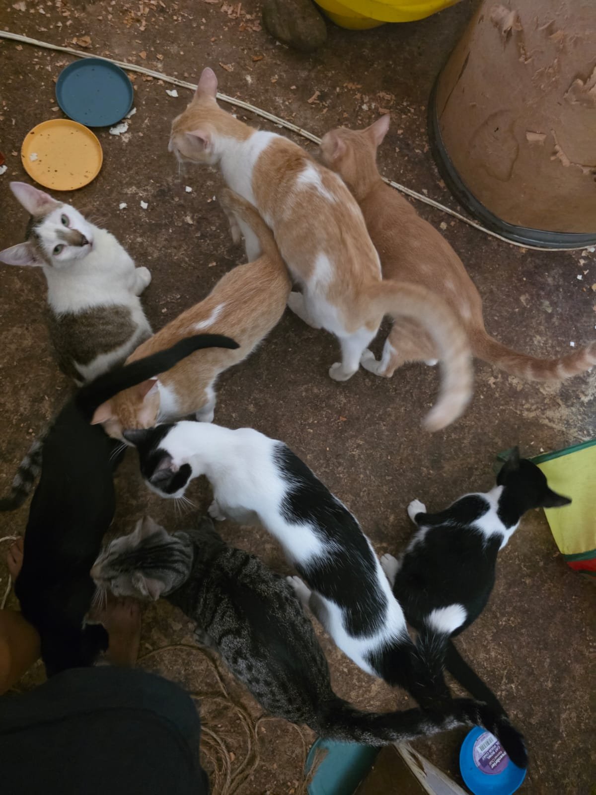Help fund a Sanctuary for cats and dogs in Belize campaign photo, 2 of 8