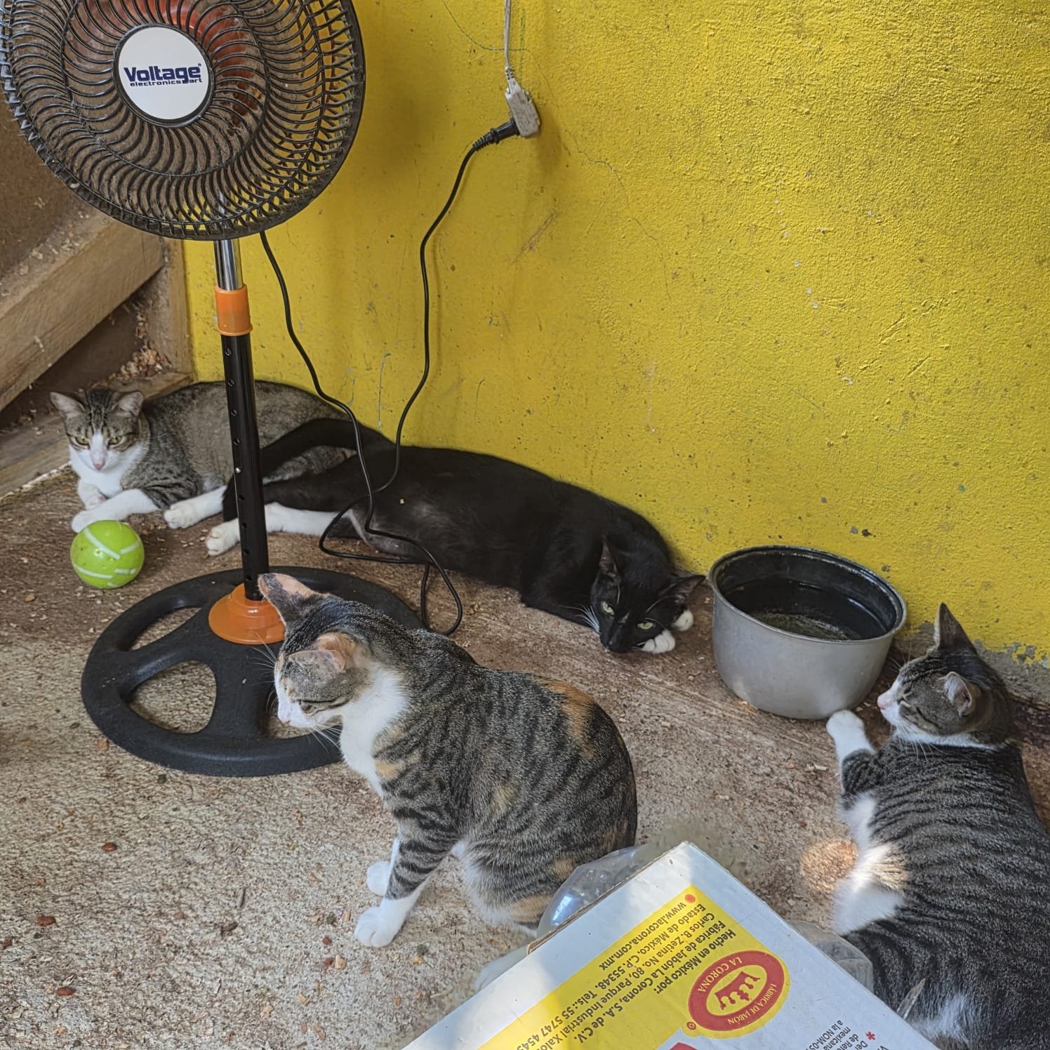 Help fund a Sanctuary for cats and dogs in Belize campaign photo, 4 of 8