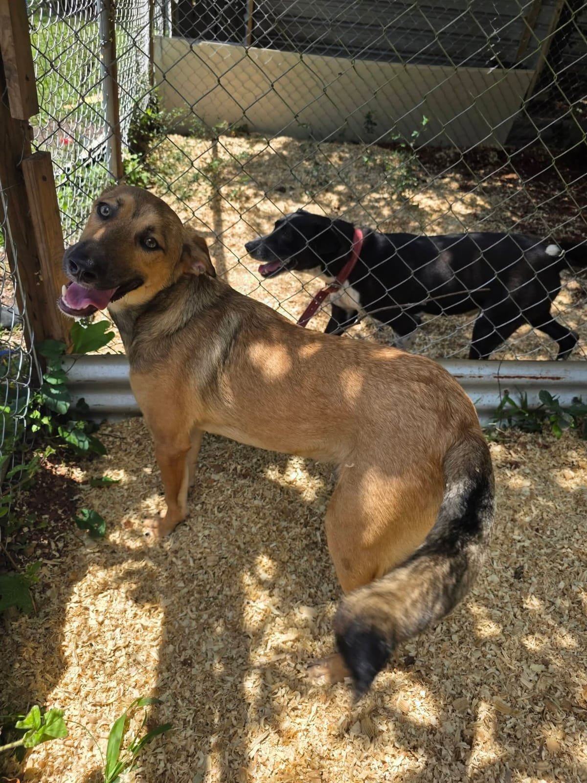 Help fund a Sanctuary for cats and dogs in Belize campaign photo, 5 of 8