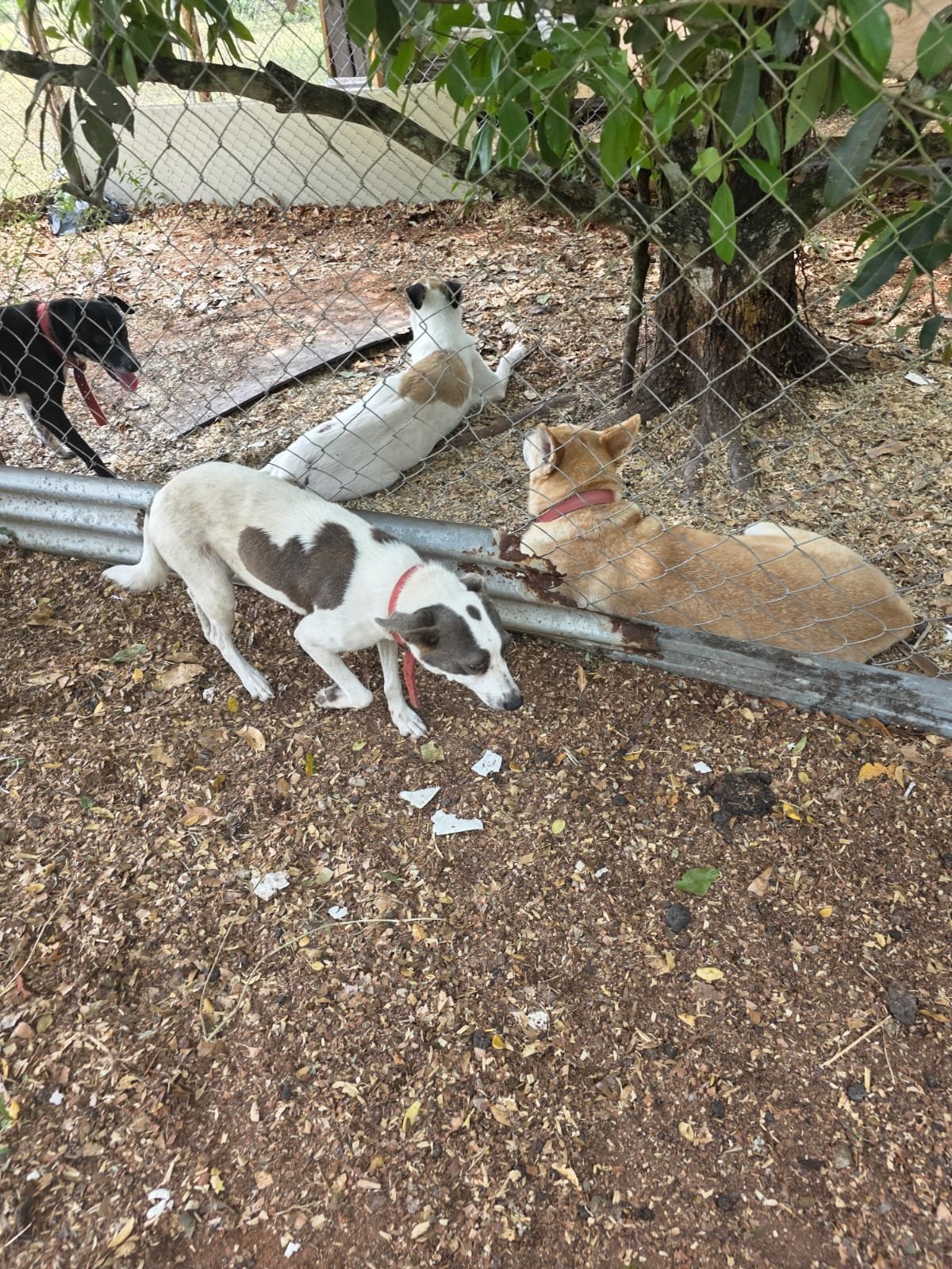 Help fund a Sanctuary for cats and dogs in Belize campaign photo, 6 of 8