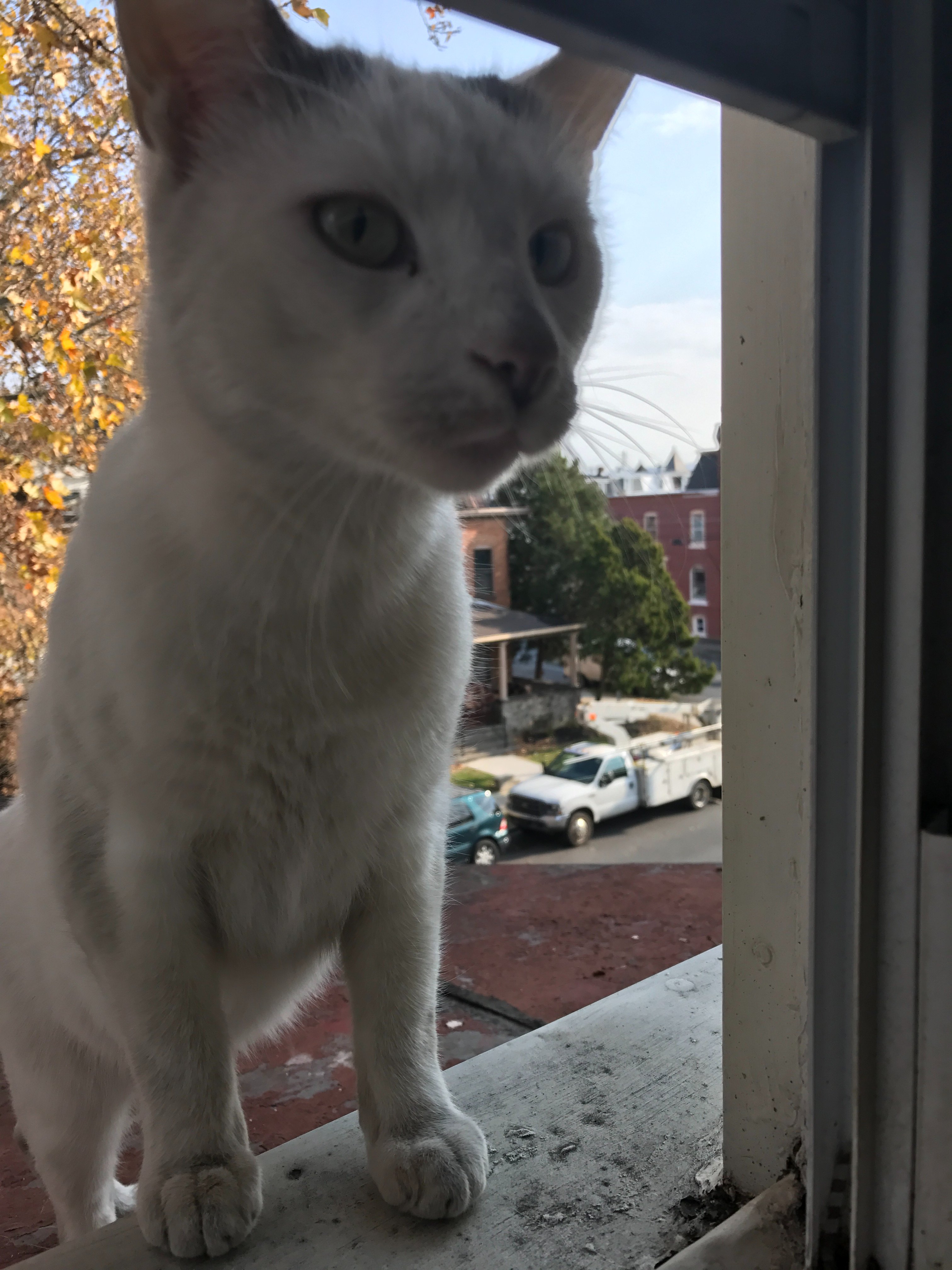 Help Me Cremate White Cat campaign photo, 5 of 7