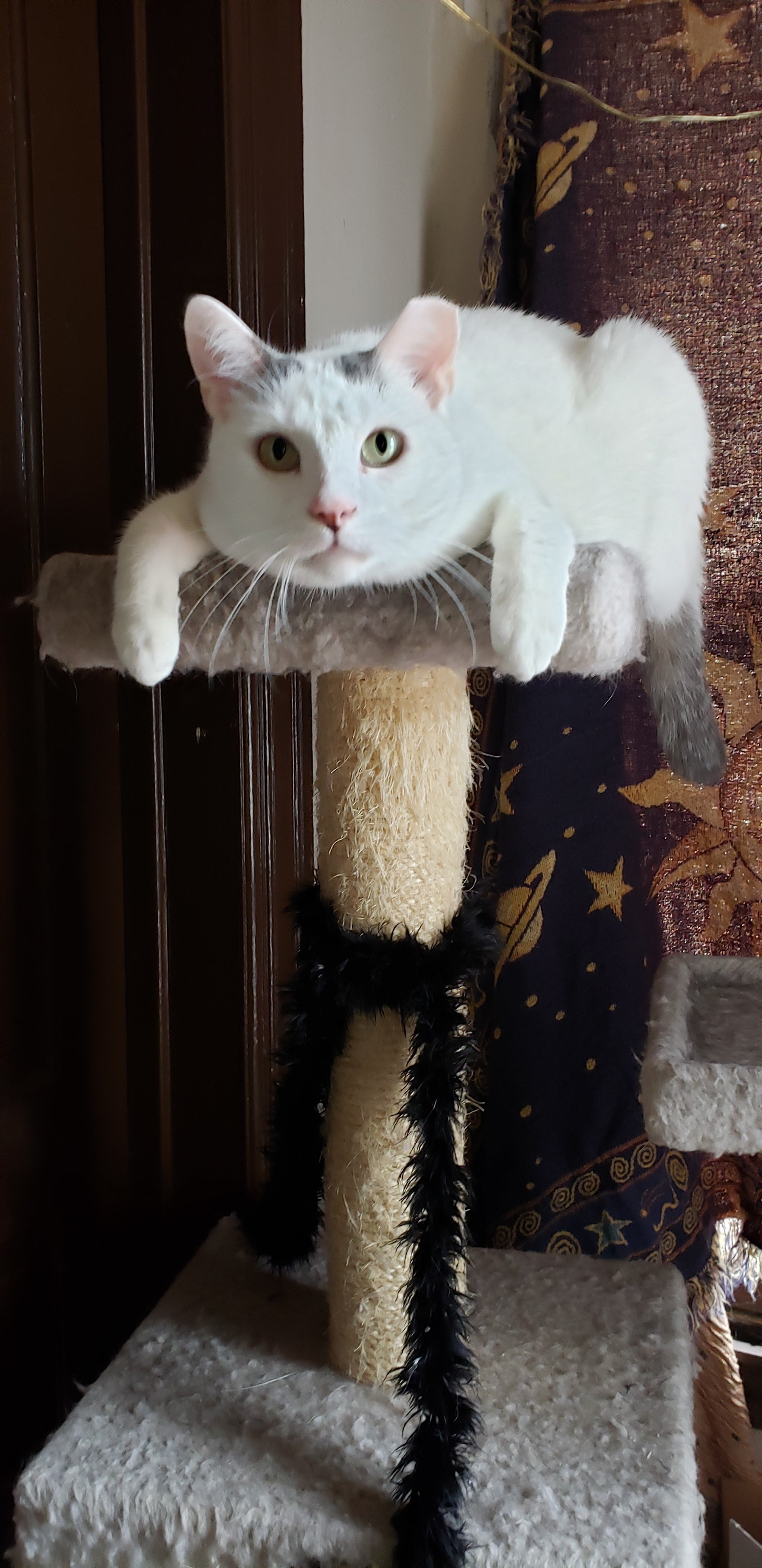 Help Me Cremate White Cat campaign photo, 4 of 7