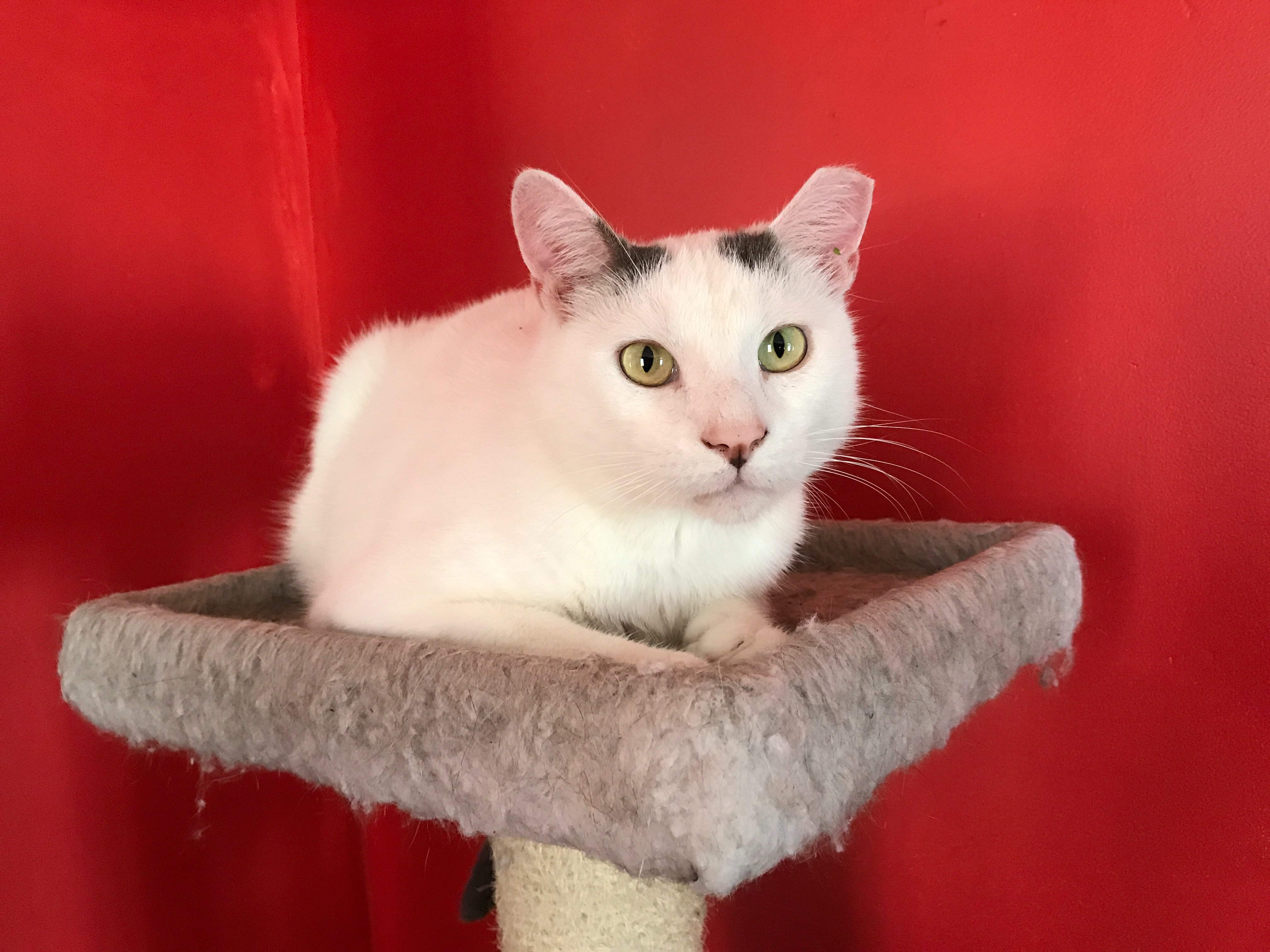 Help Me Cremate White Cat campaign photo, 6 of 7