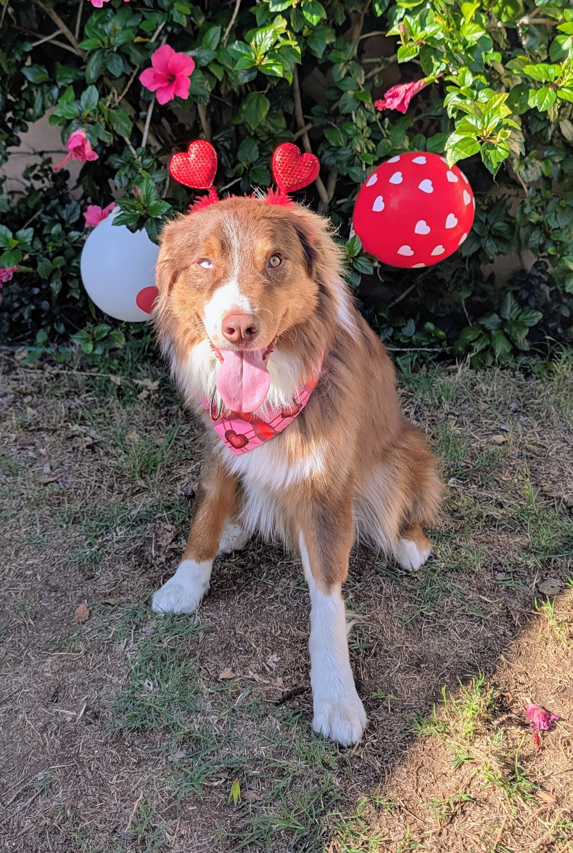Help Save Riley, My Soul Dog campaign photo, 4 of 9