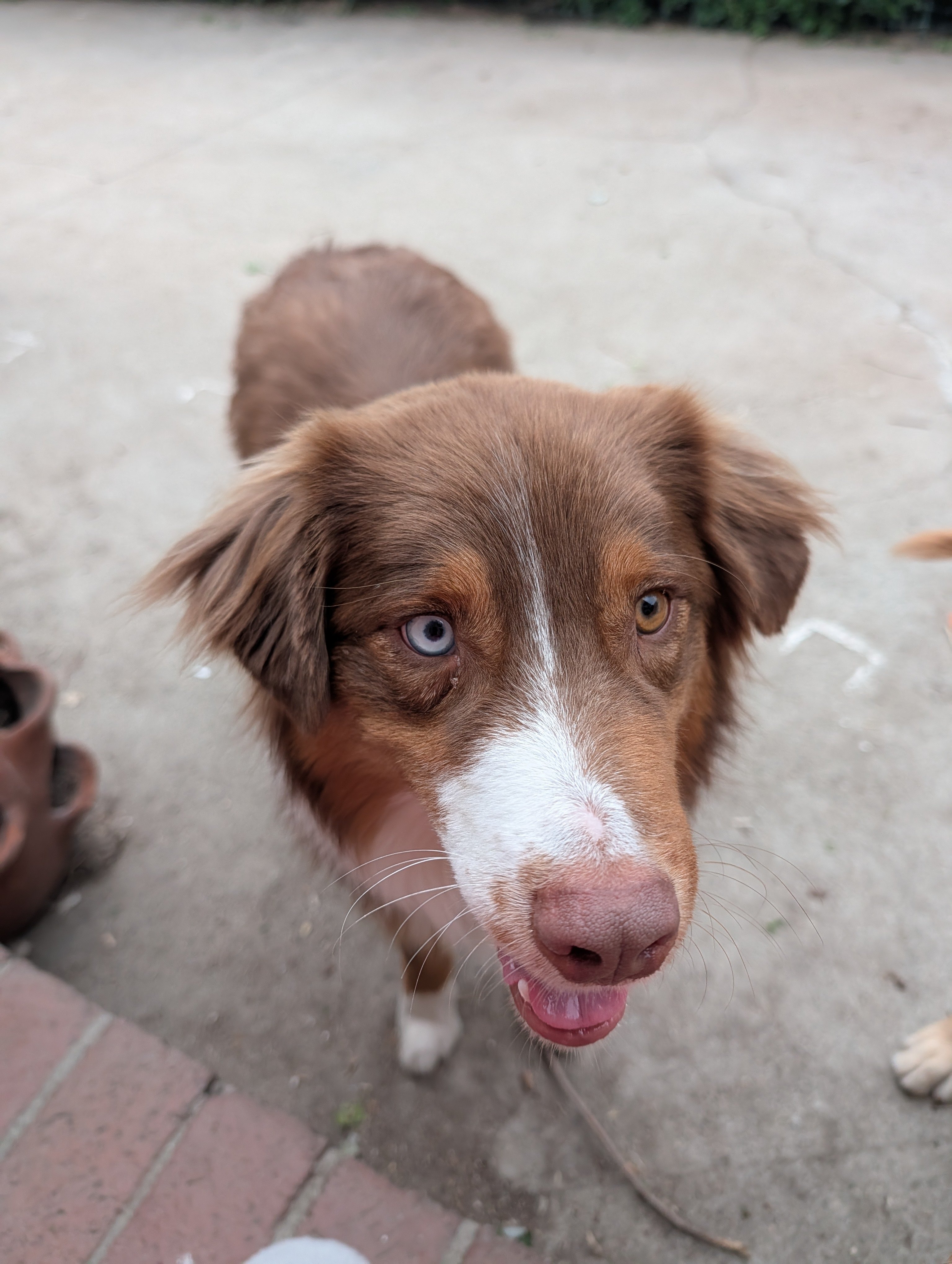 Help Save Riley, My Soul Dog campaign photo, 5 of 9