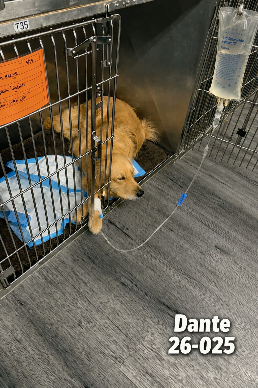 Help Starr & Dante Heal After Medical Emergencies campaign photo, 2 of 4